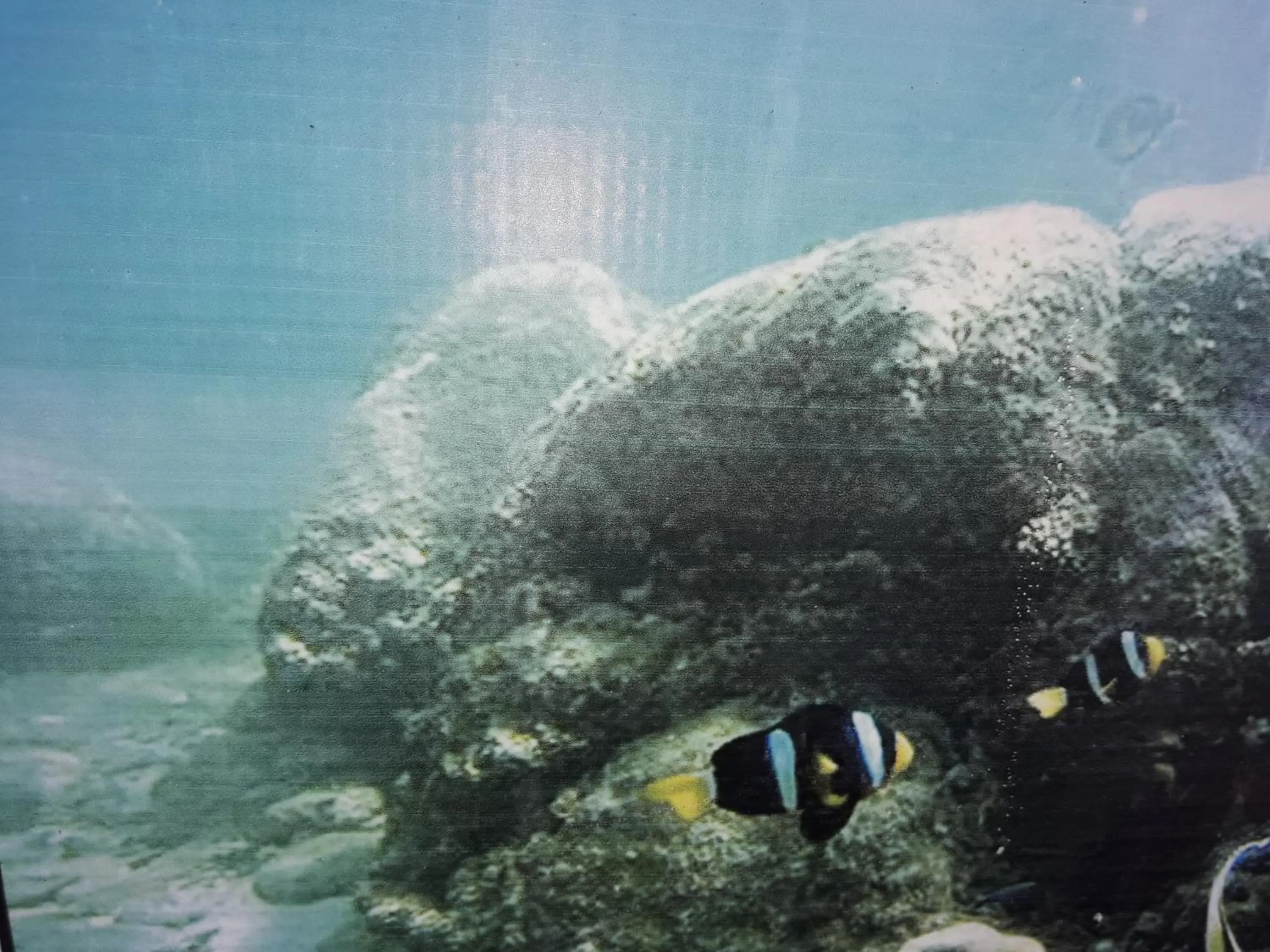 Snorkeling in Dive beach palace