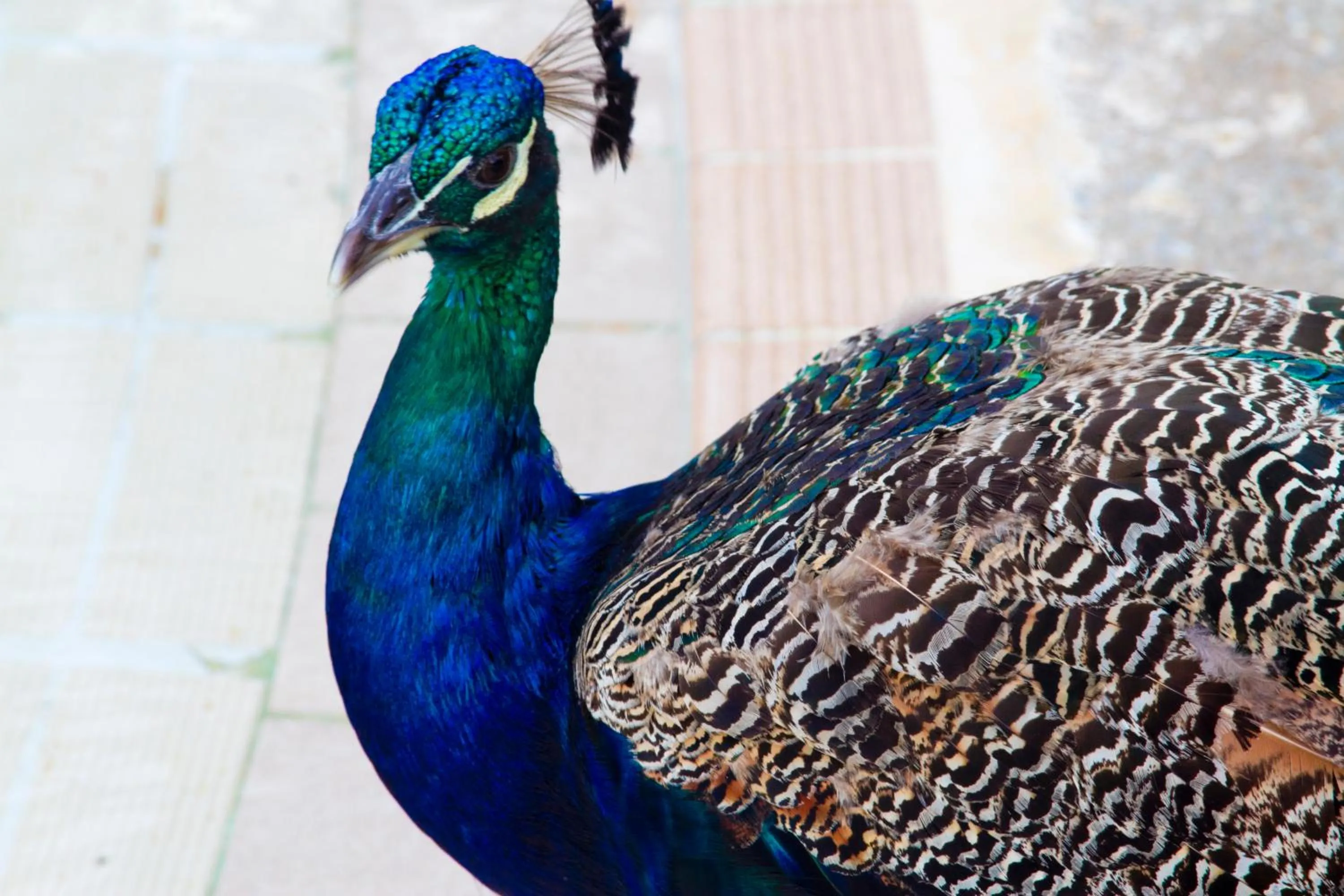 The Kairaba Beach Hotel