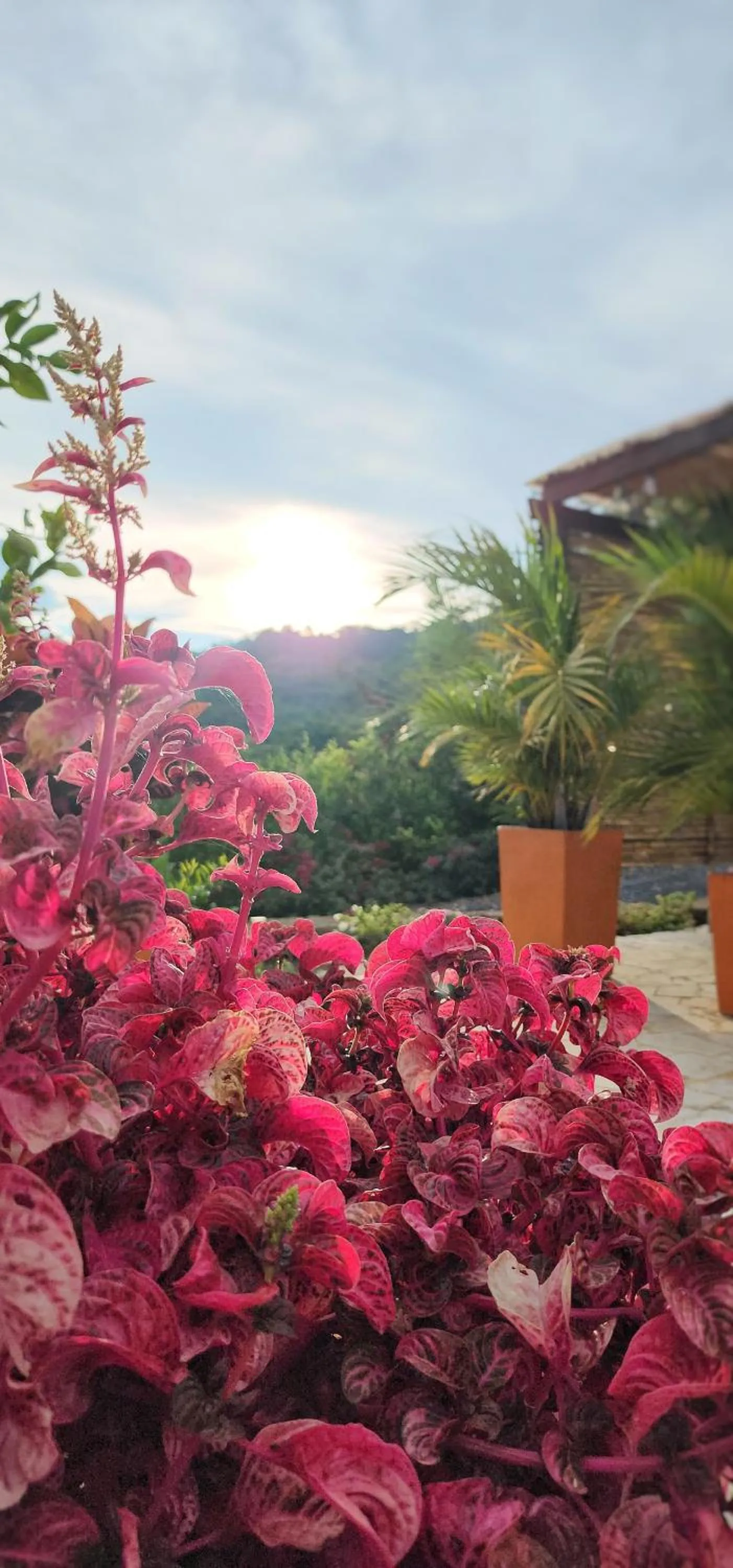 Garden in Hotel AMANEE