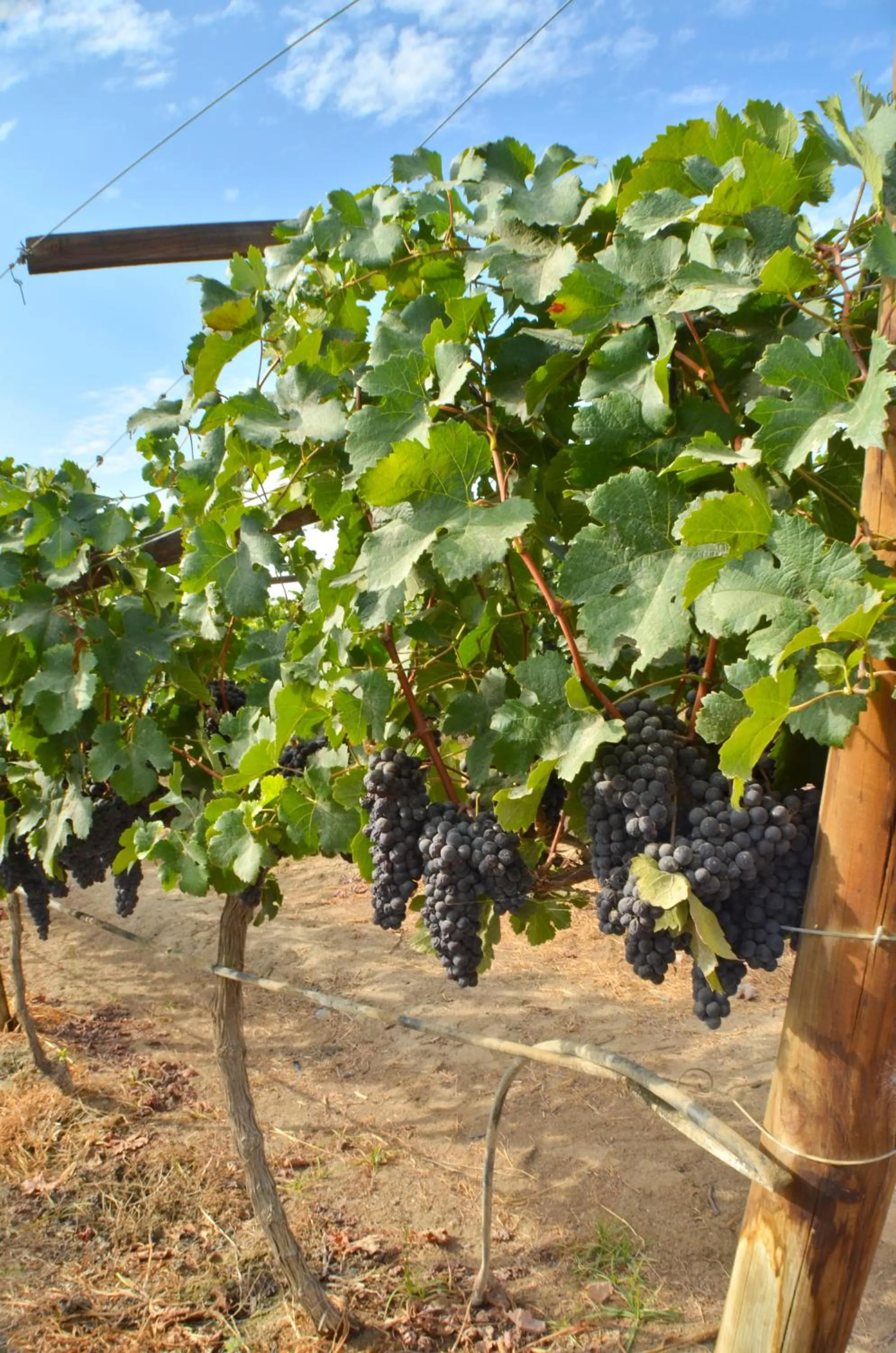 View (from property/room) in Hotel Viñas Queirolo