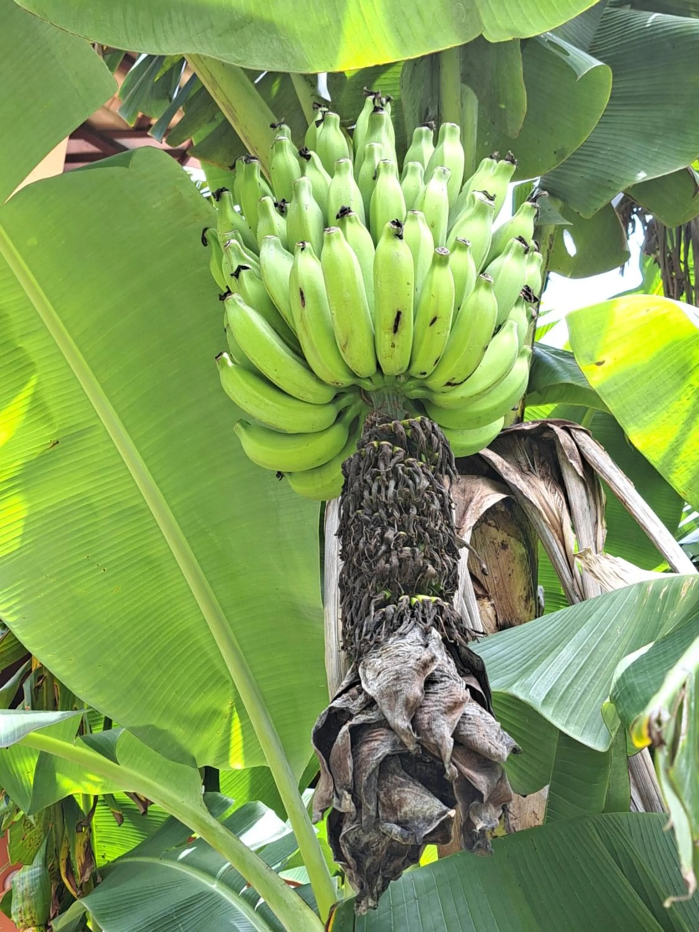 Garden in Hotel Liberdade Búzios