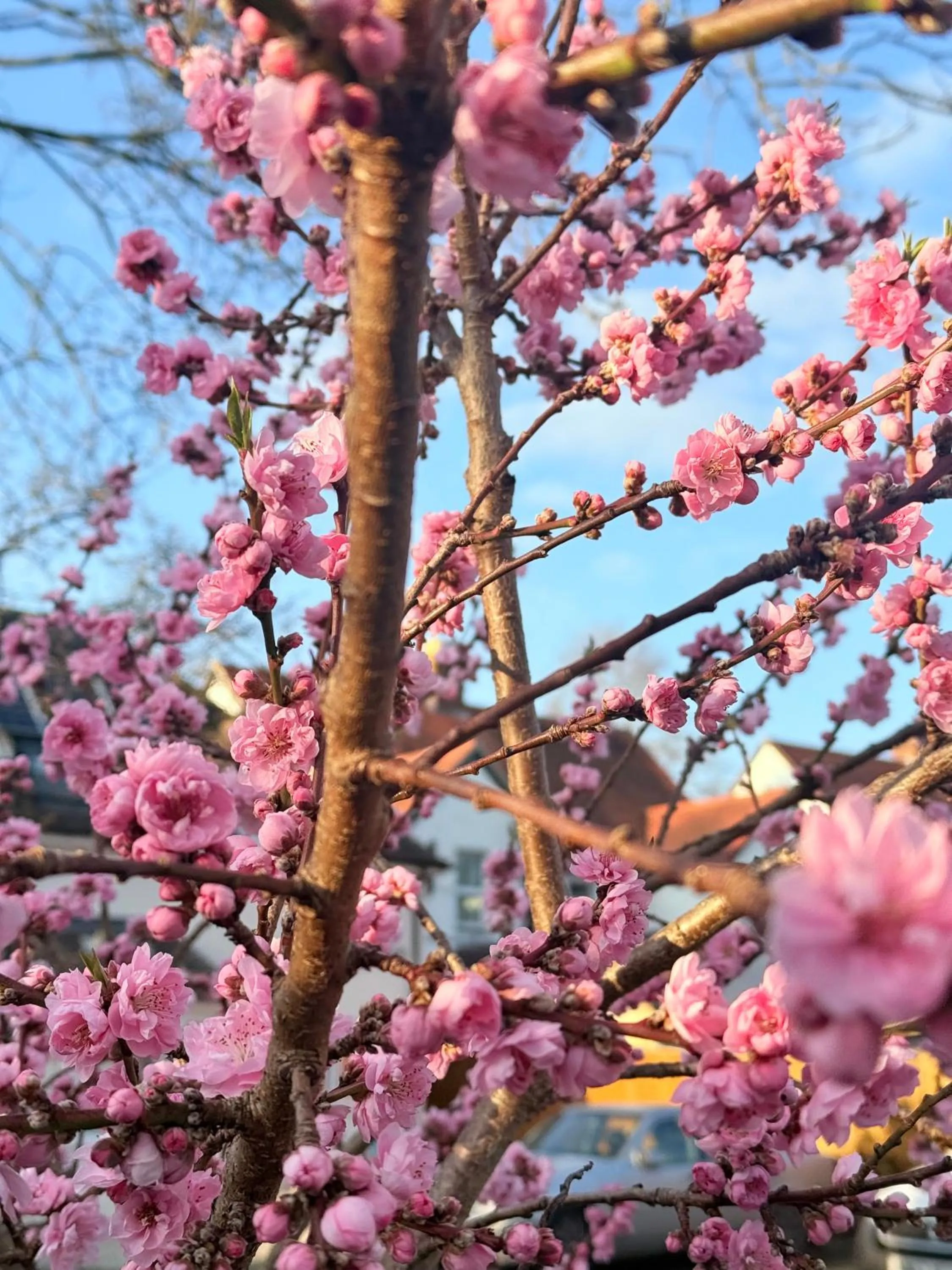 Garden in Oxford Guest House