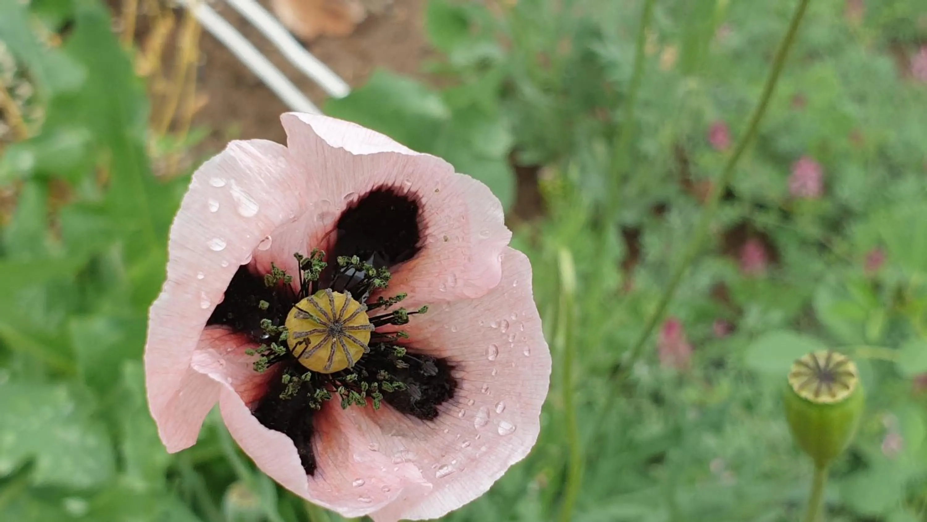 Spring in Areni Lodge