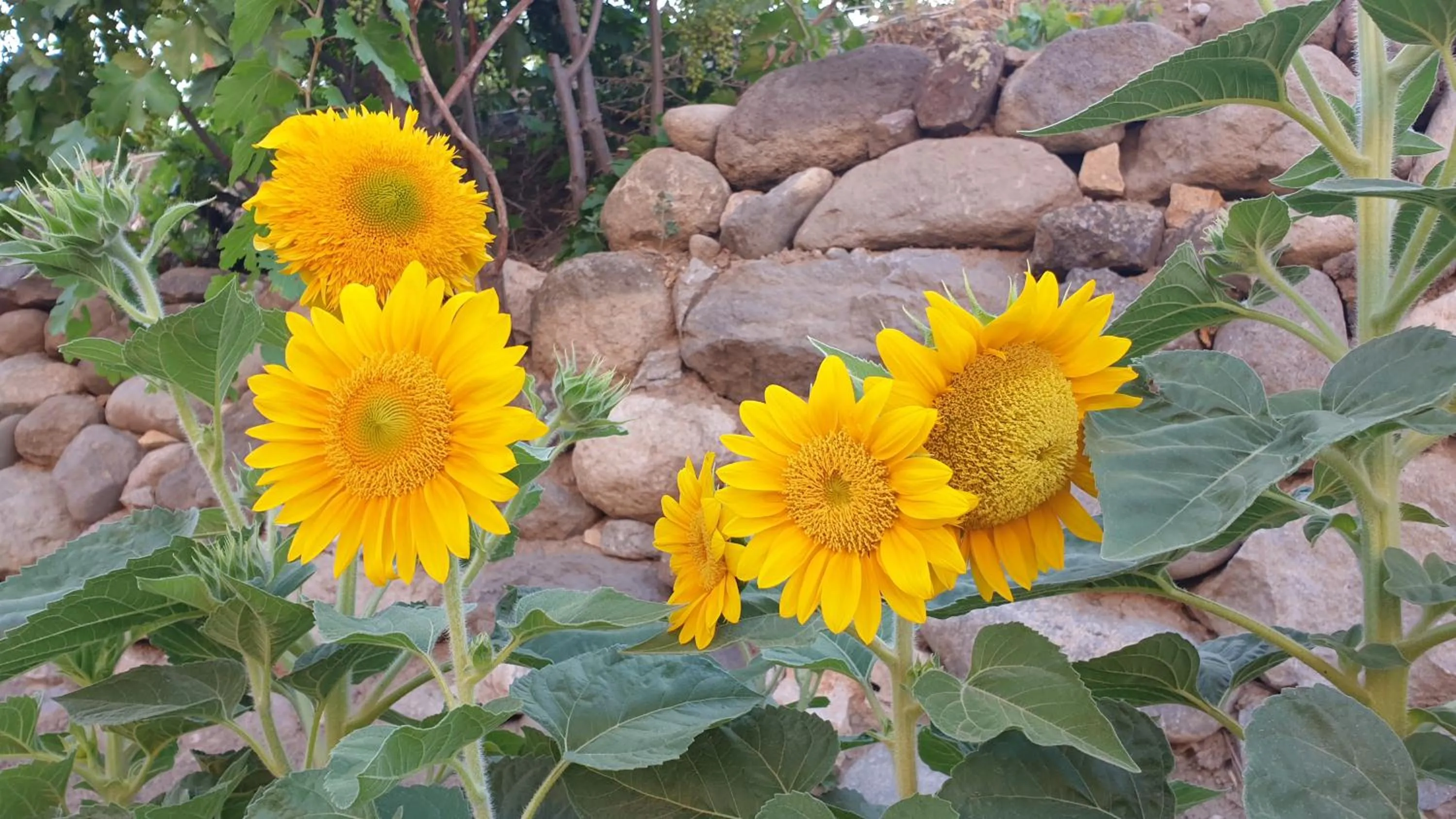 Summer in Areni Lodge