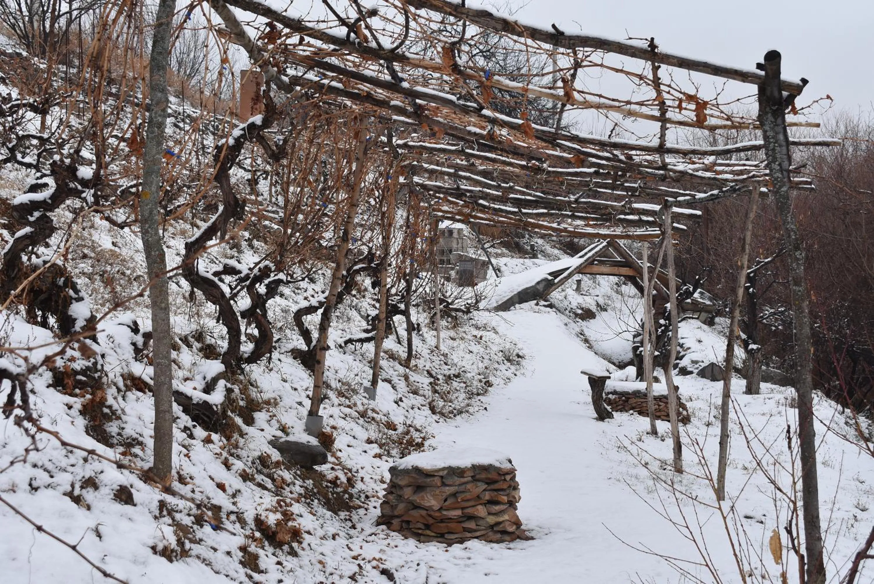 Garden view in Areni Lodge