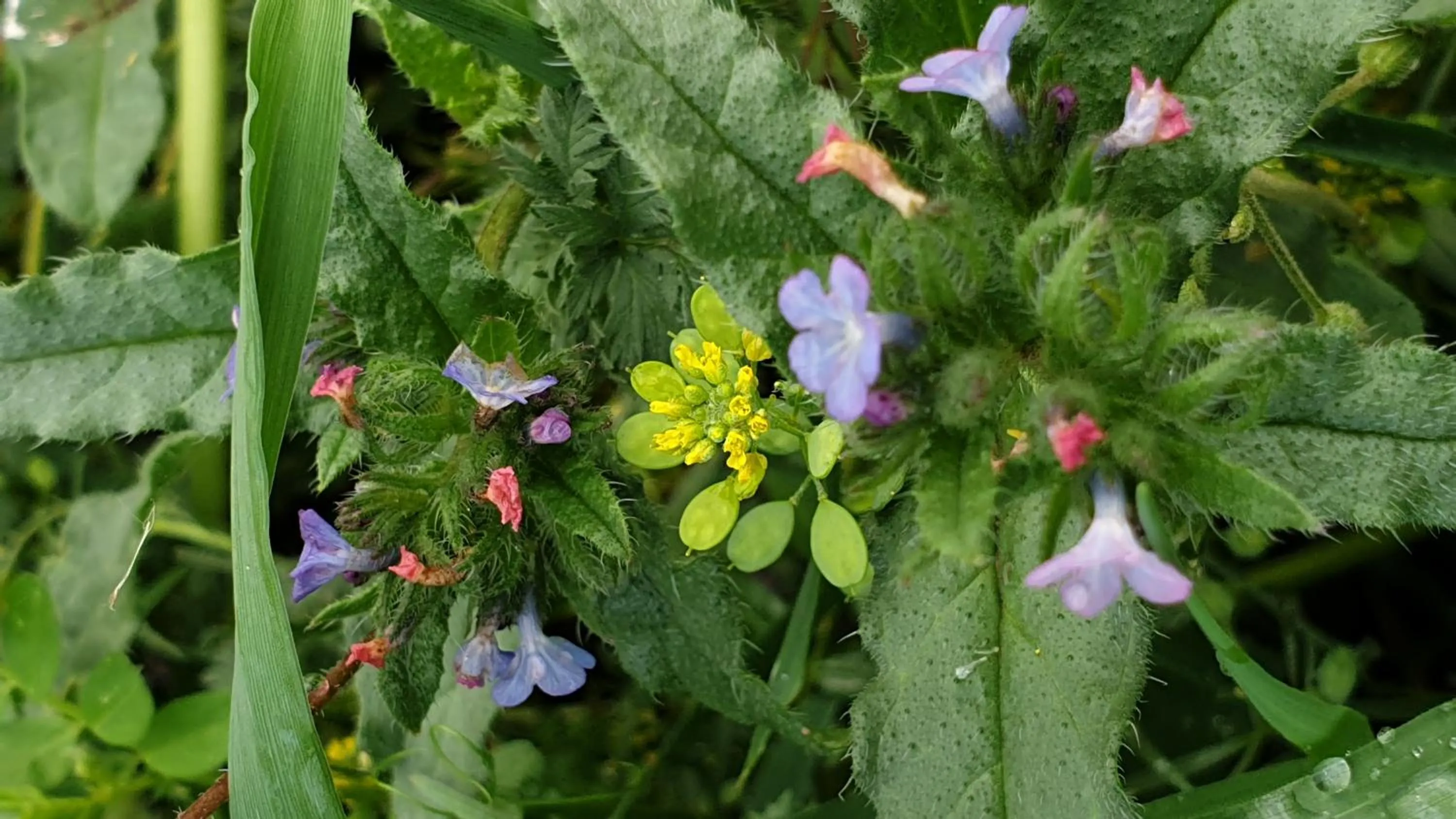 Garden in Areni Lodge