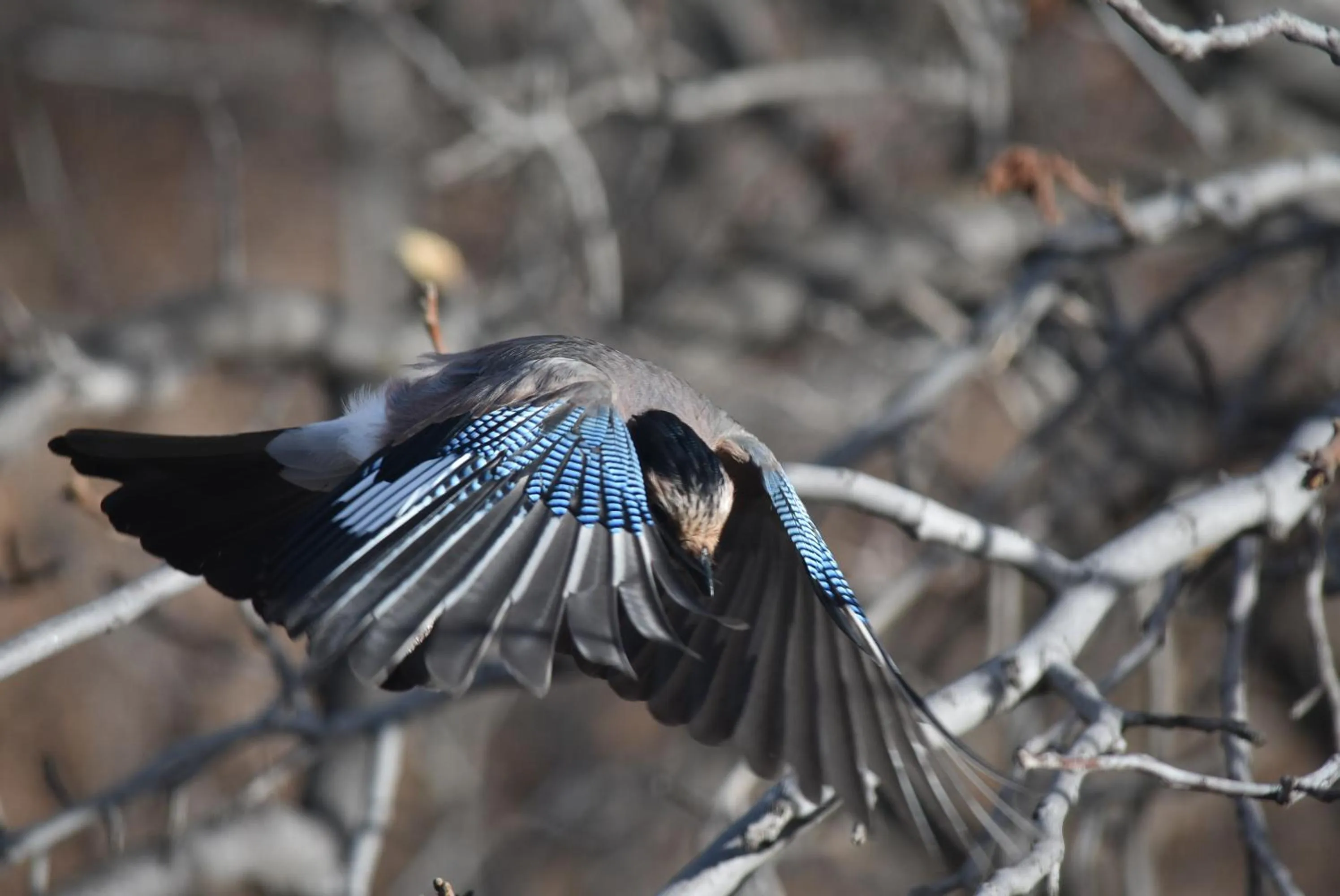 Winter in Areni Lodge