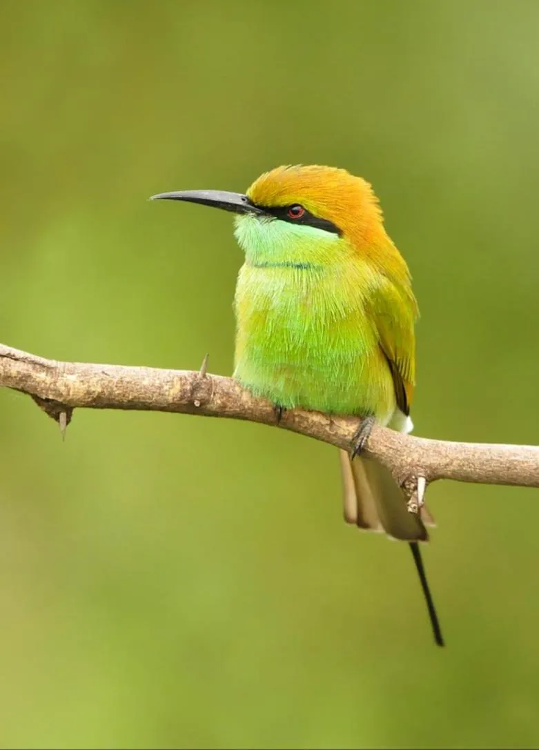 Activities in Magnolia Estates & Resorts