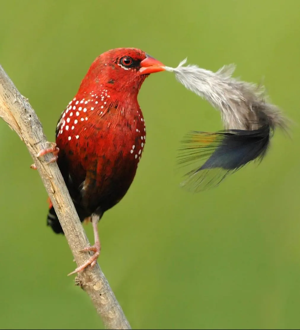 Activities in Magnolia Estates & Resorts