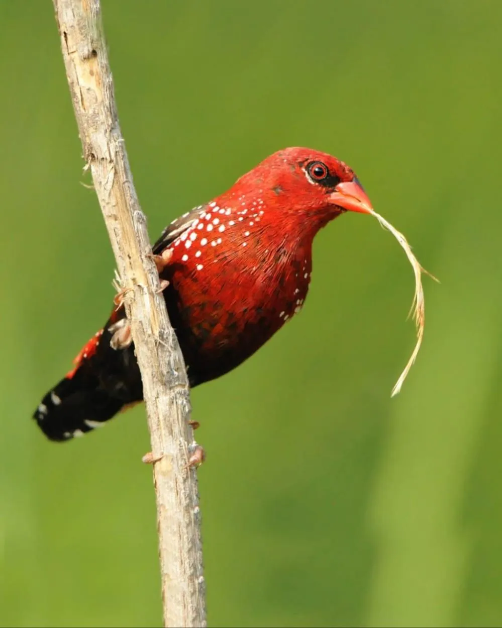 Activities in Magnolia Estates & Resorts