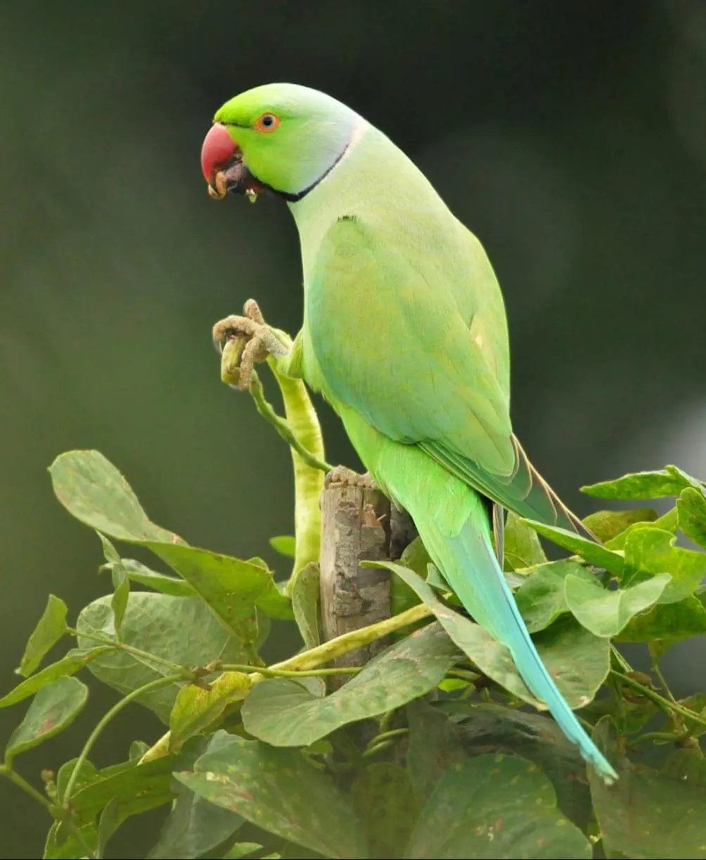 Activities in Magnolia Estates & Resorts