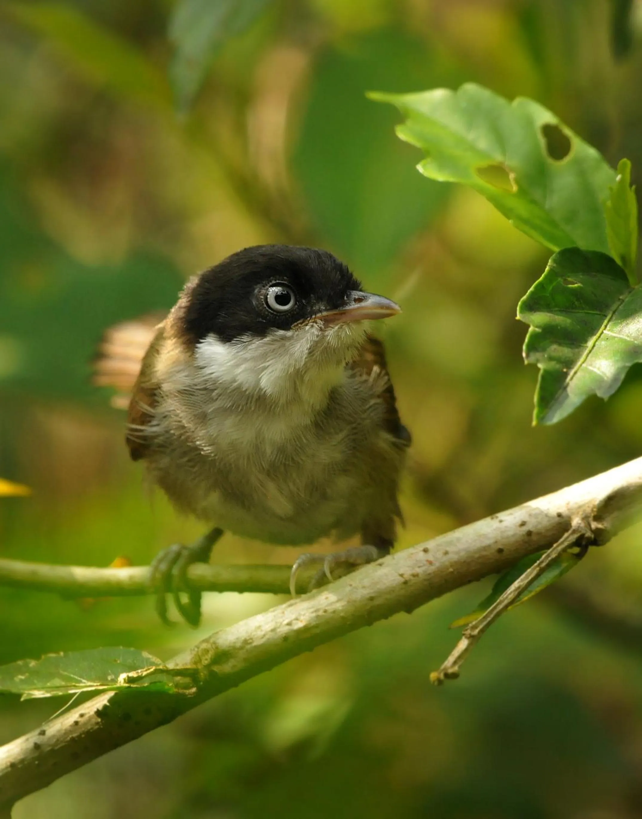 Activities in Magnolia Estates & Resorts