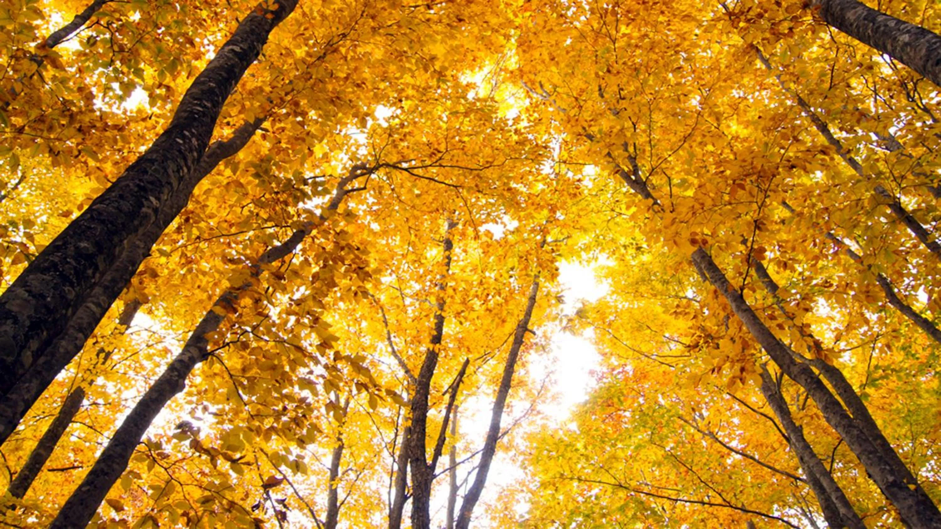 Nearby landmark in ANA InterContinental Appi Kogen Resort by IHG