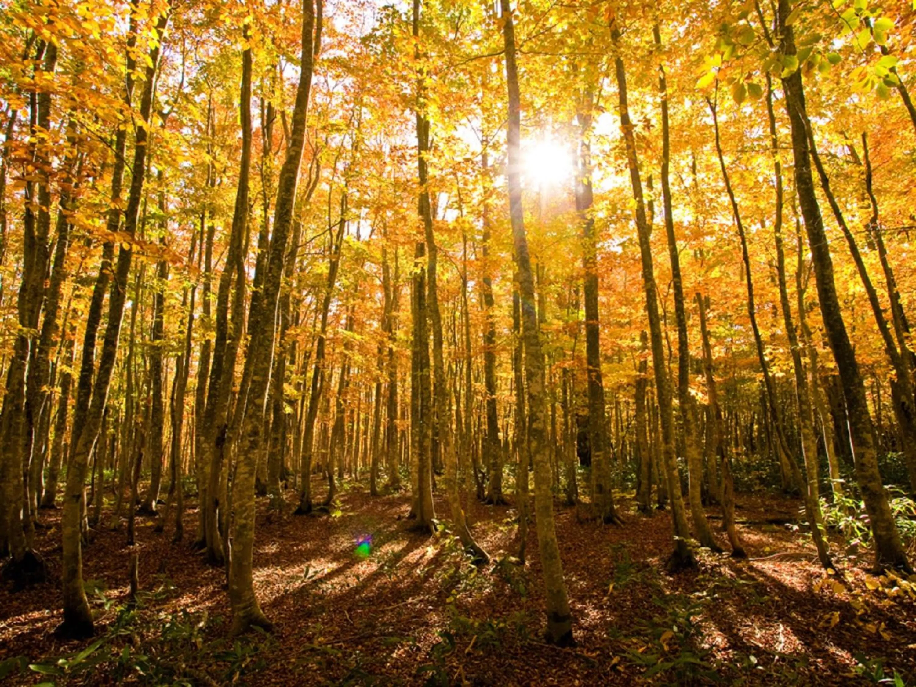 Nearby landmark in ANA InterContinental Appi Kogen Resort by IHG