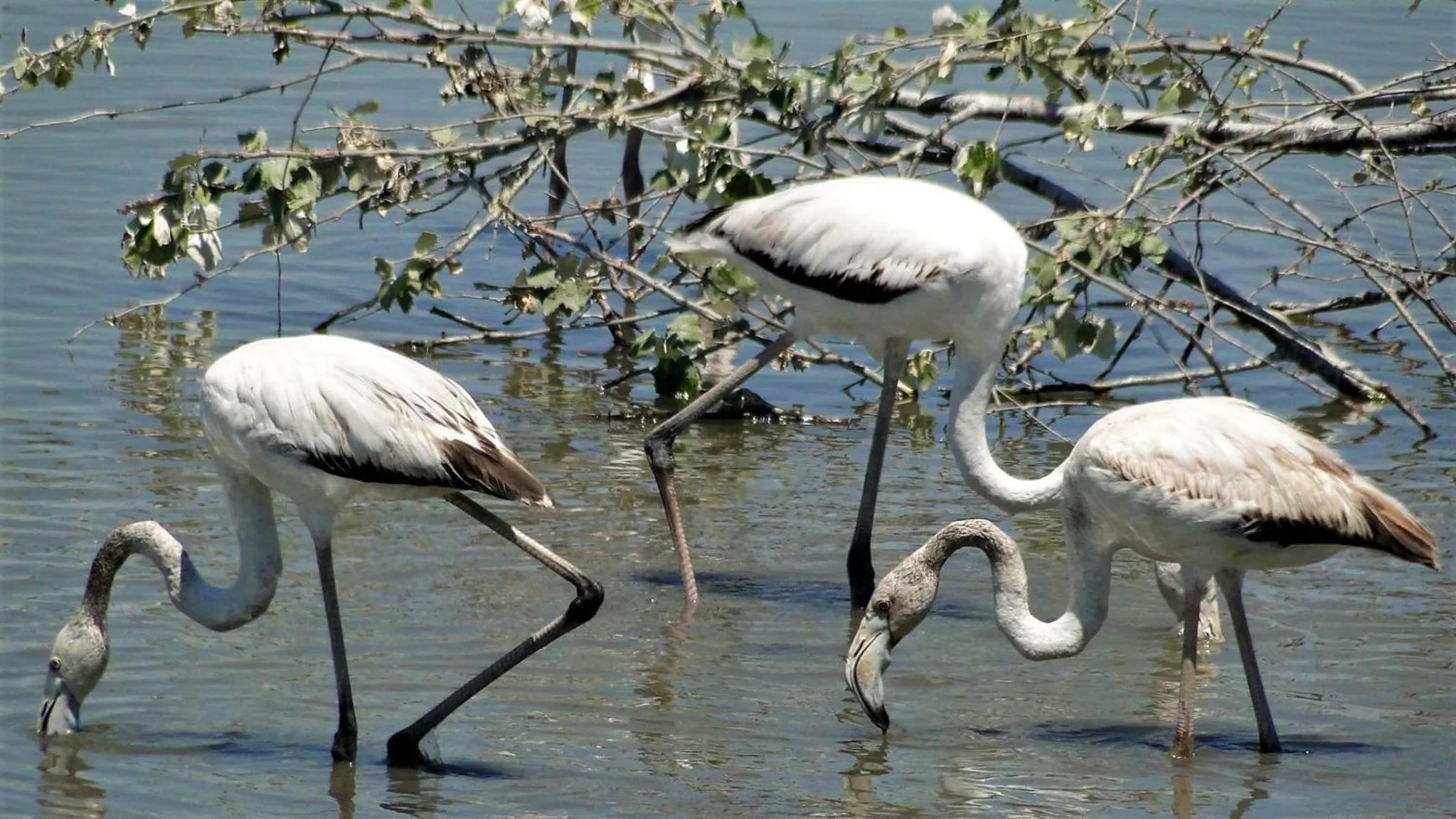 Animals in Paradise Ebro 2