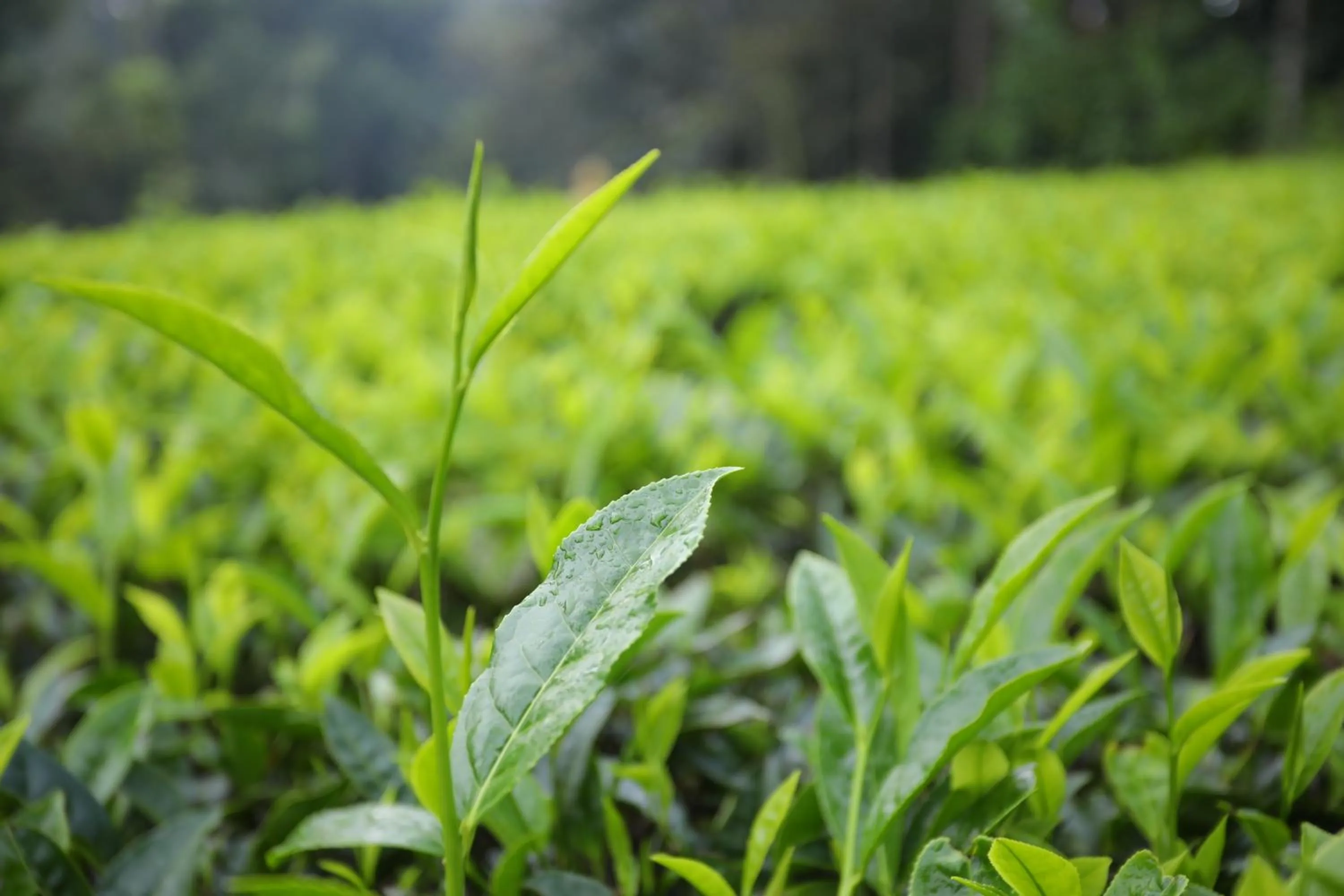 Location in Vista Suites Doddabetta Ooty By Bestinn Leisure