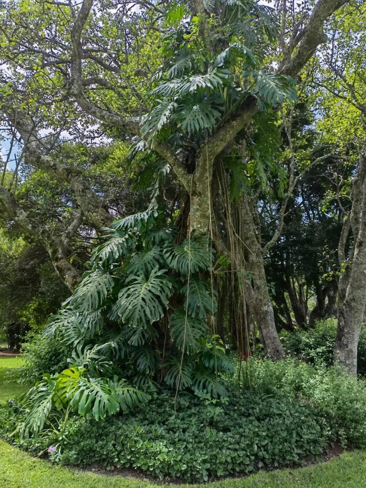 Natural landscape in Avoca Vale Country Hotel