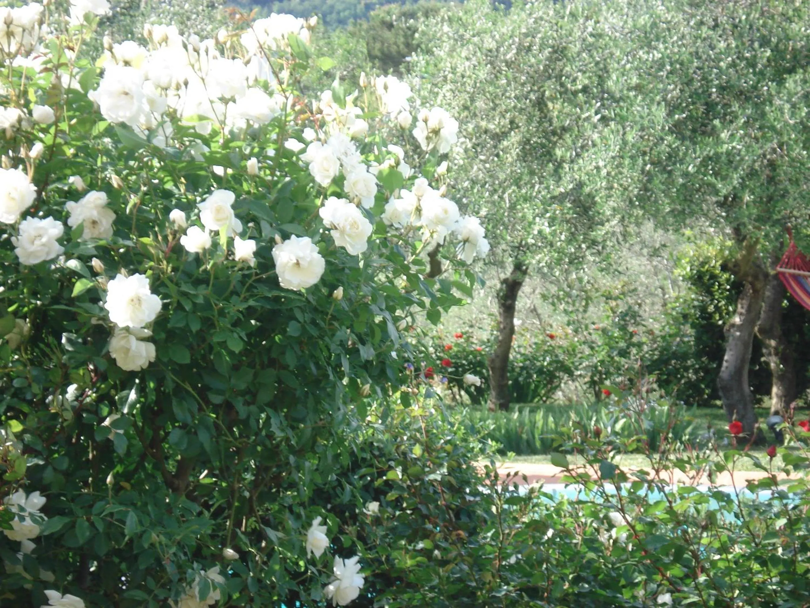 Garden in Villa Antica Sosta Renai