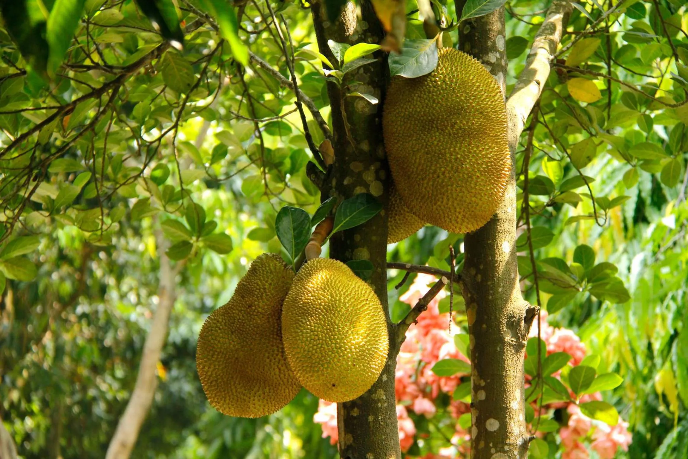 Spring in Jungle Safari Resort