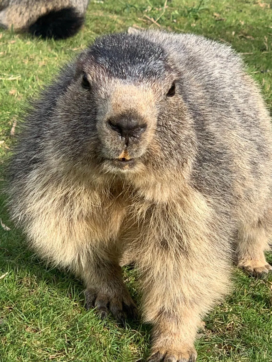 Patio in Hôtel de charme la Poste