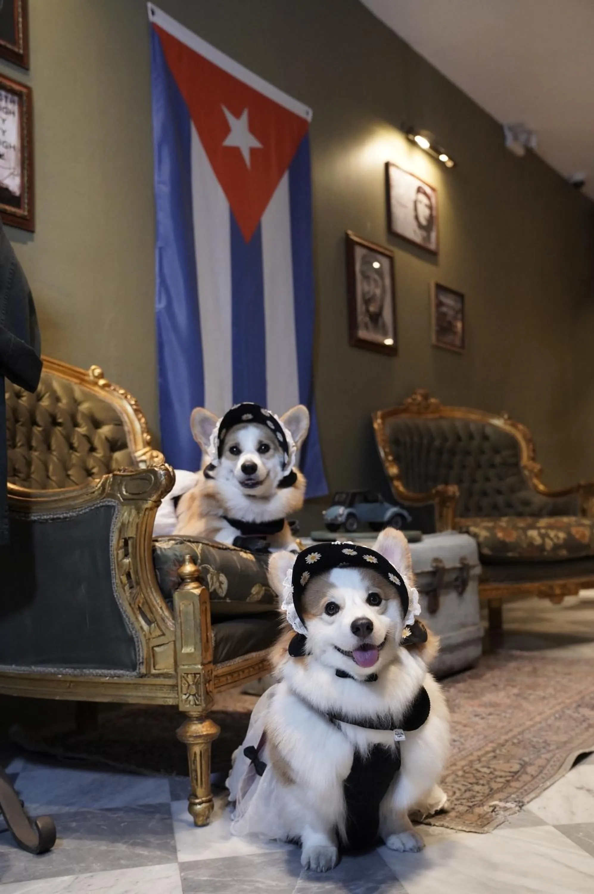 Pets in The Quba Boutique Hotel Pattaya