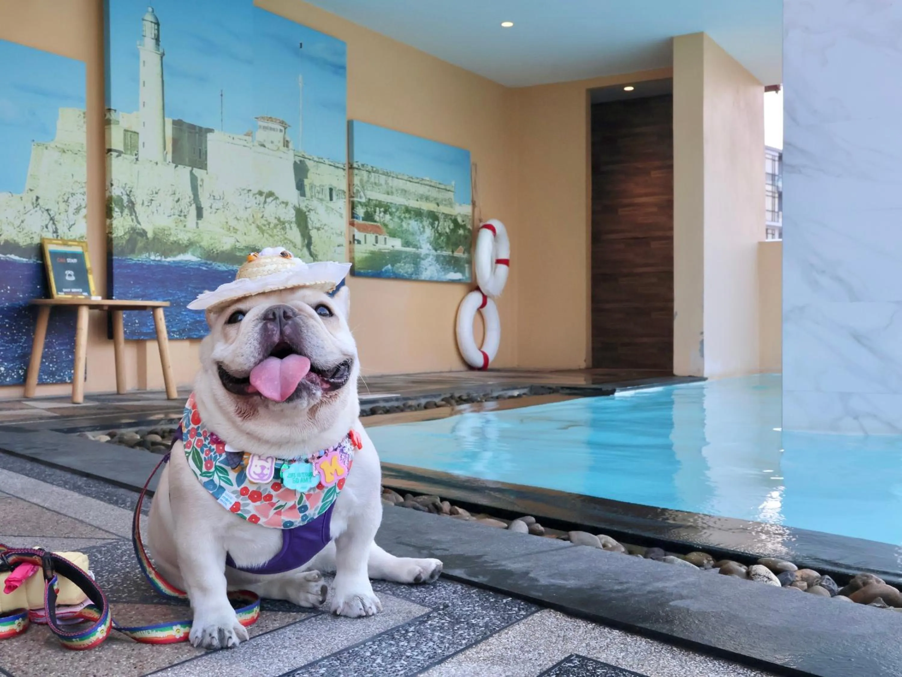 Pets in The Quba Boutique Hotel Pattaya