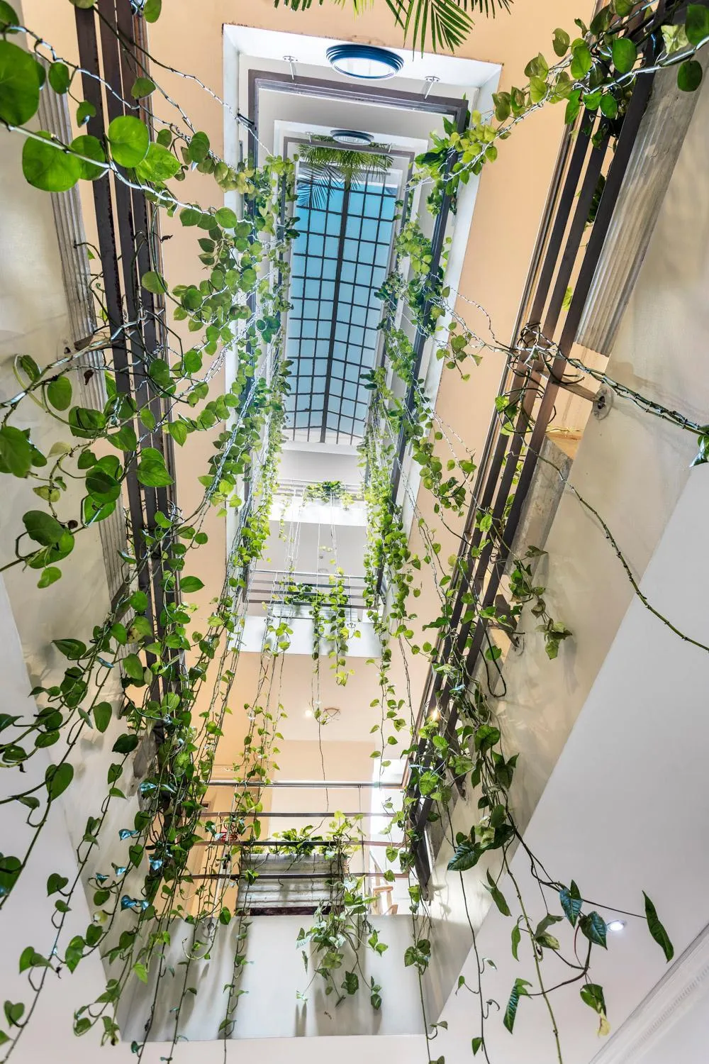 Garden view in Hotel Picasso Inn