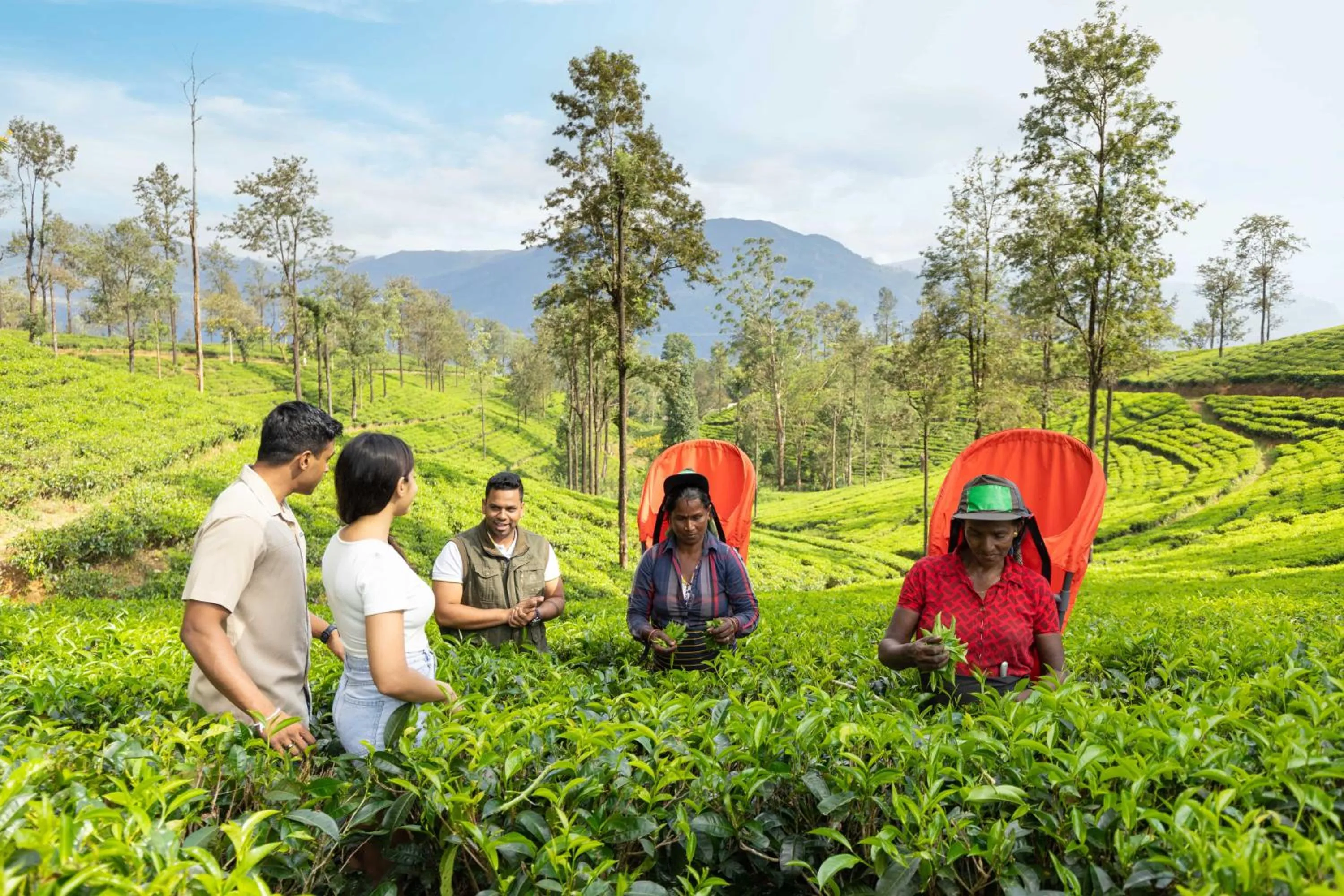 The Lavender House by Reveal