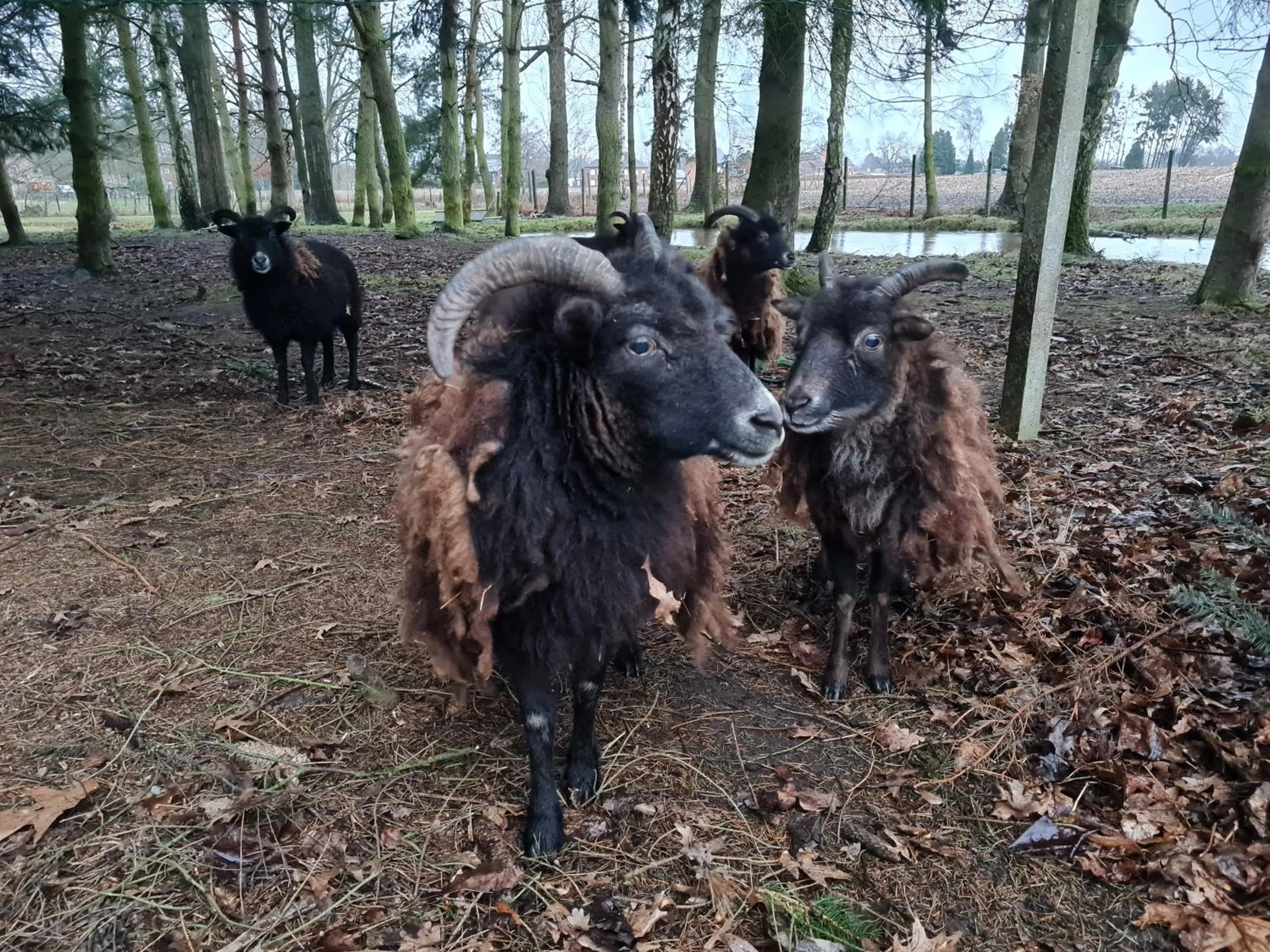 Animals in Parkhoeve Glamping