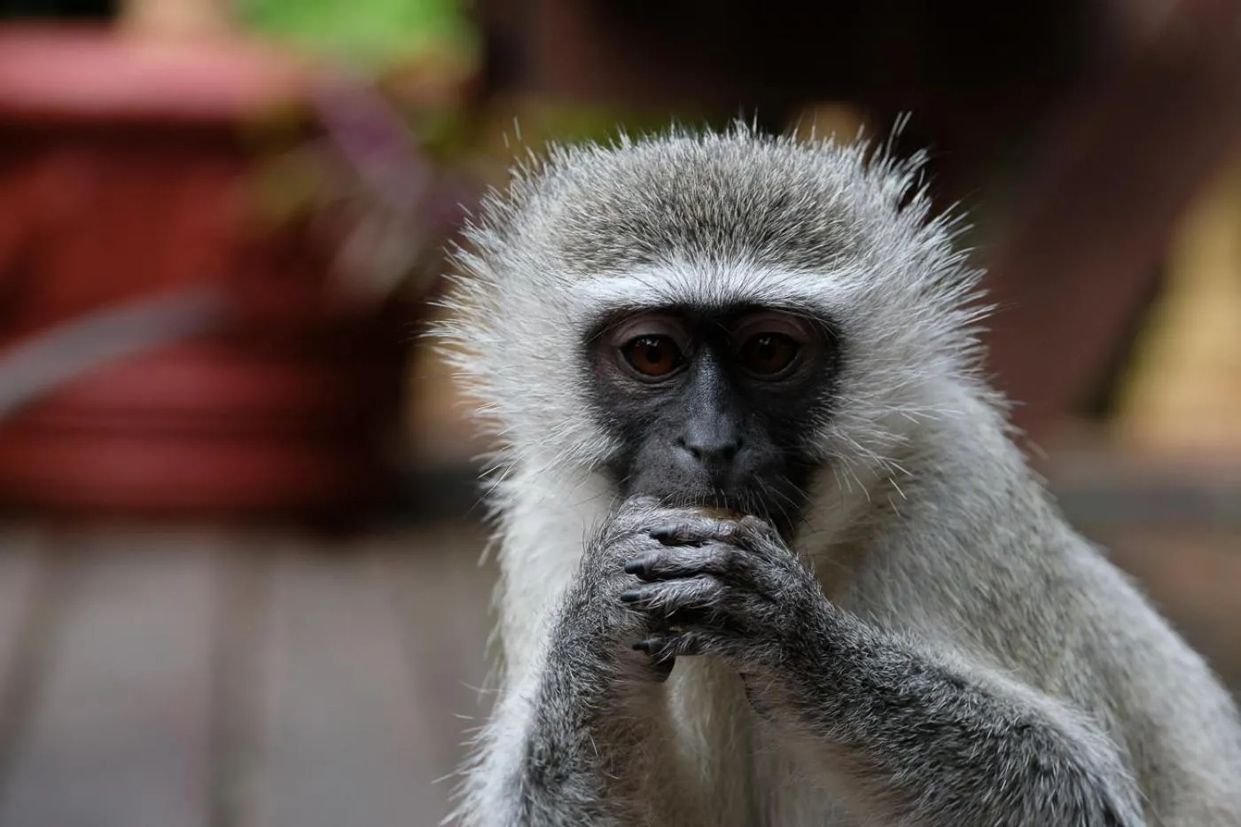 Animals in The Bridge 38