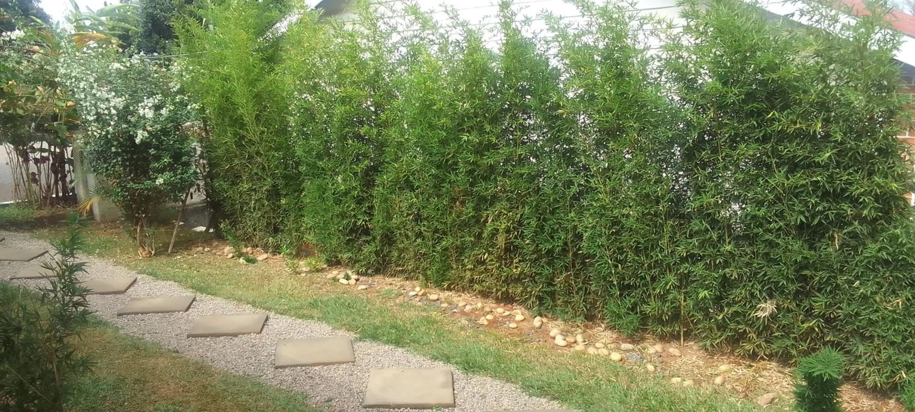 Garden in Dream jet suites