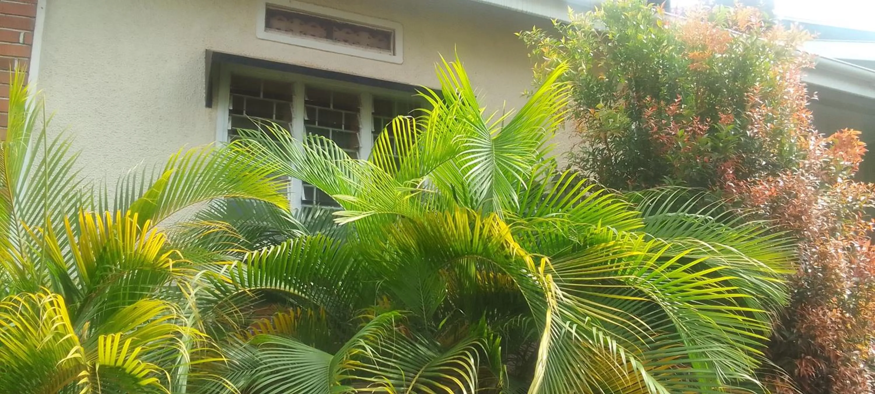 Garden in Dream jet suites