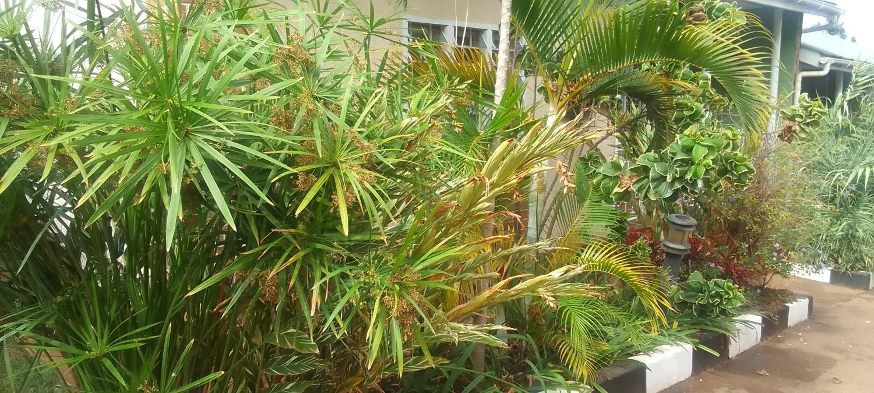 Garden in Dream jet suites