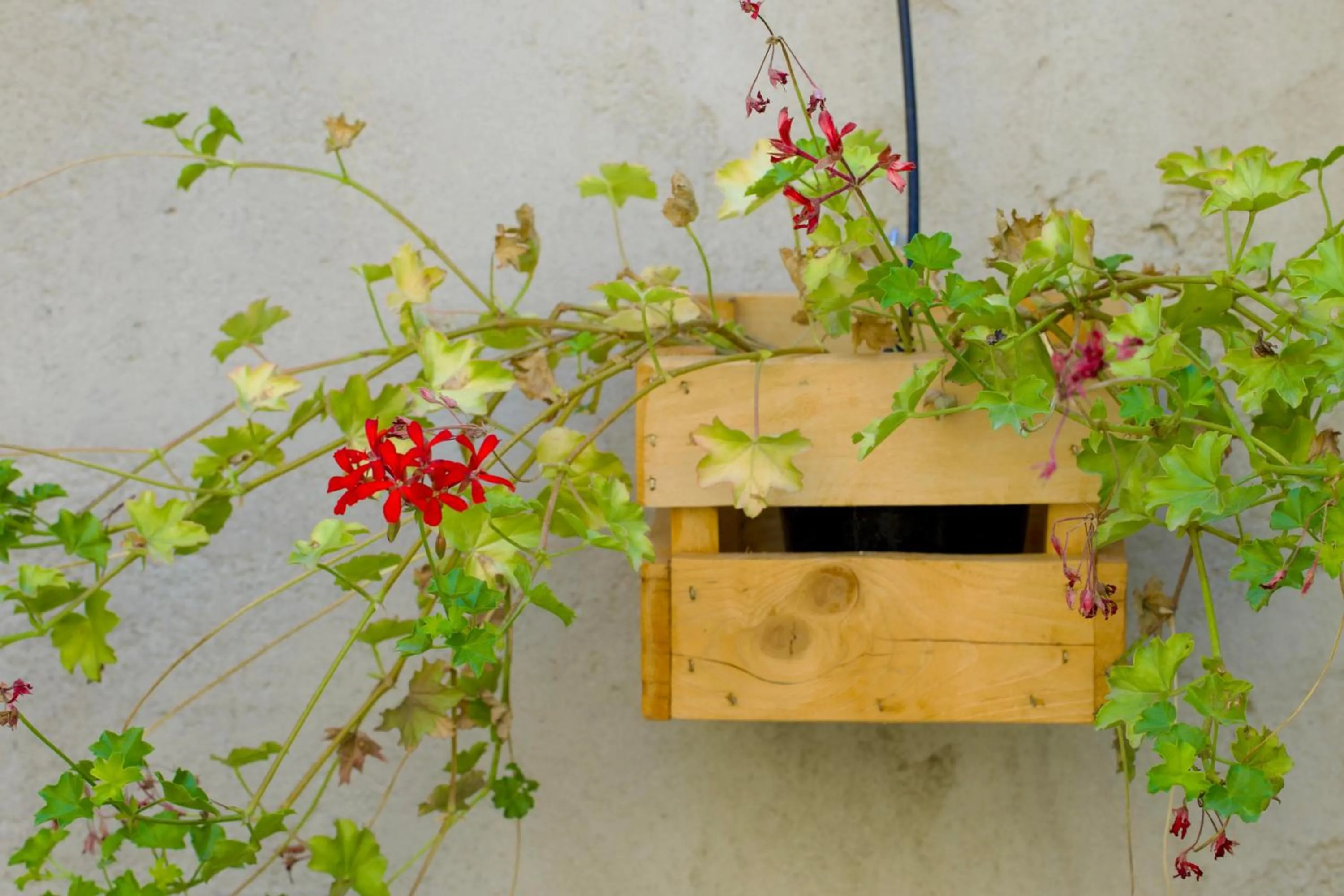 Garden in Casa Babbuino