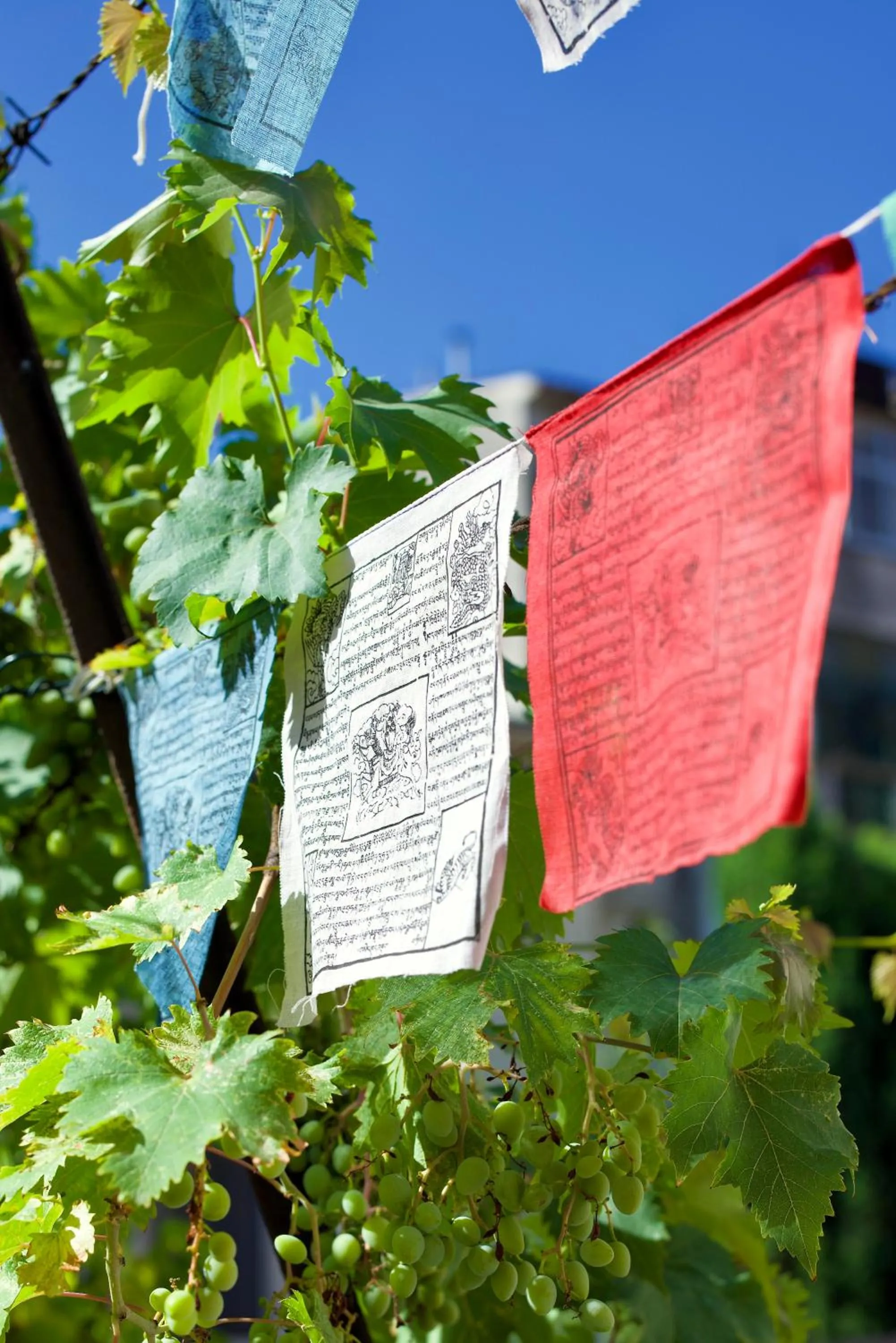 Garden in Casa Babbuino