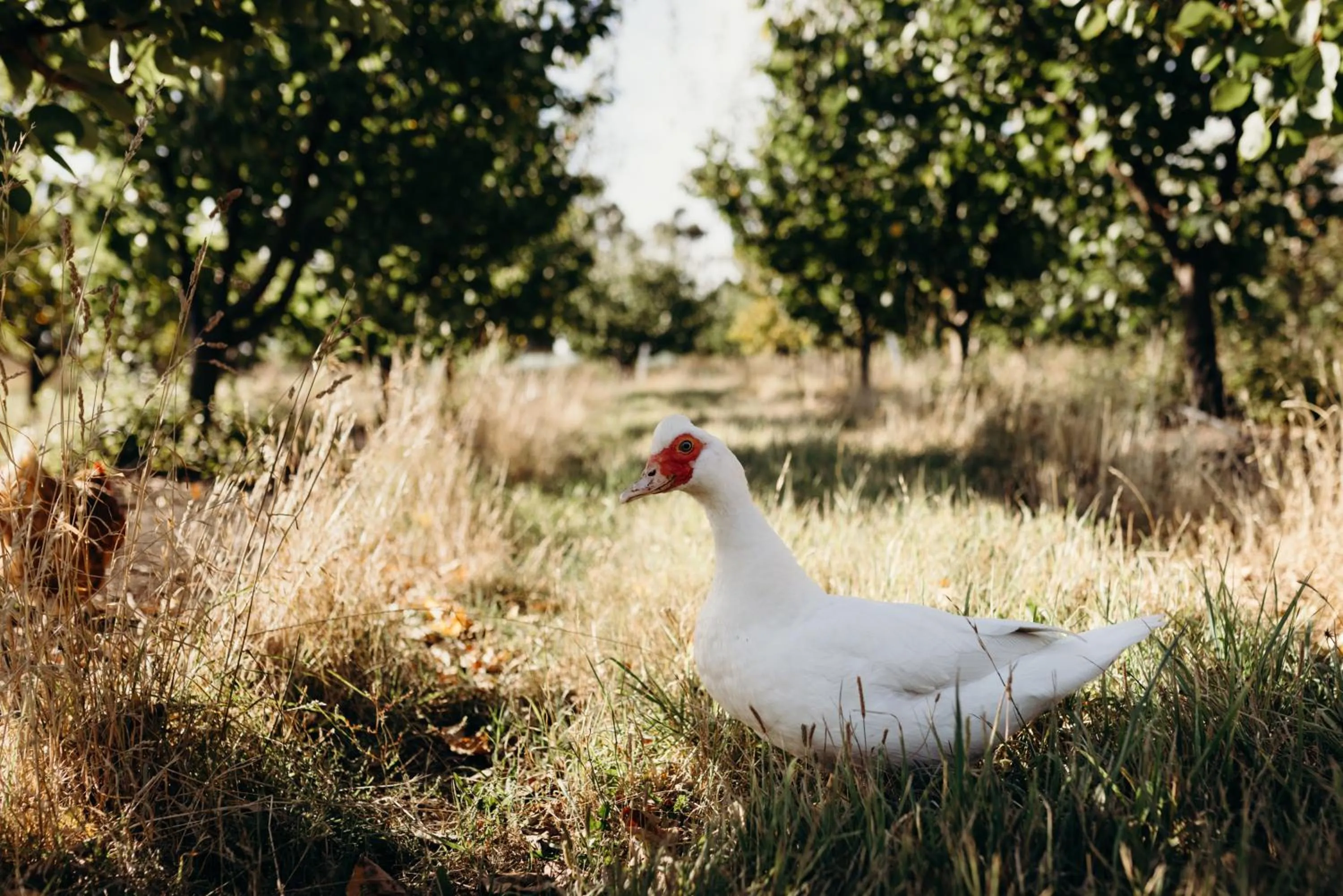 Garden in Iron Creek Bay Estate