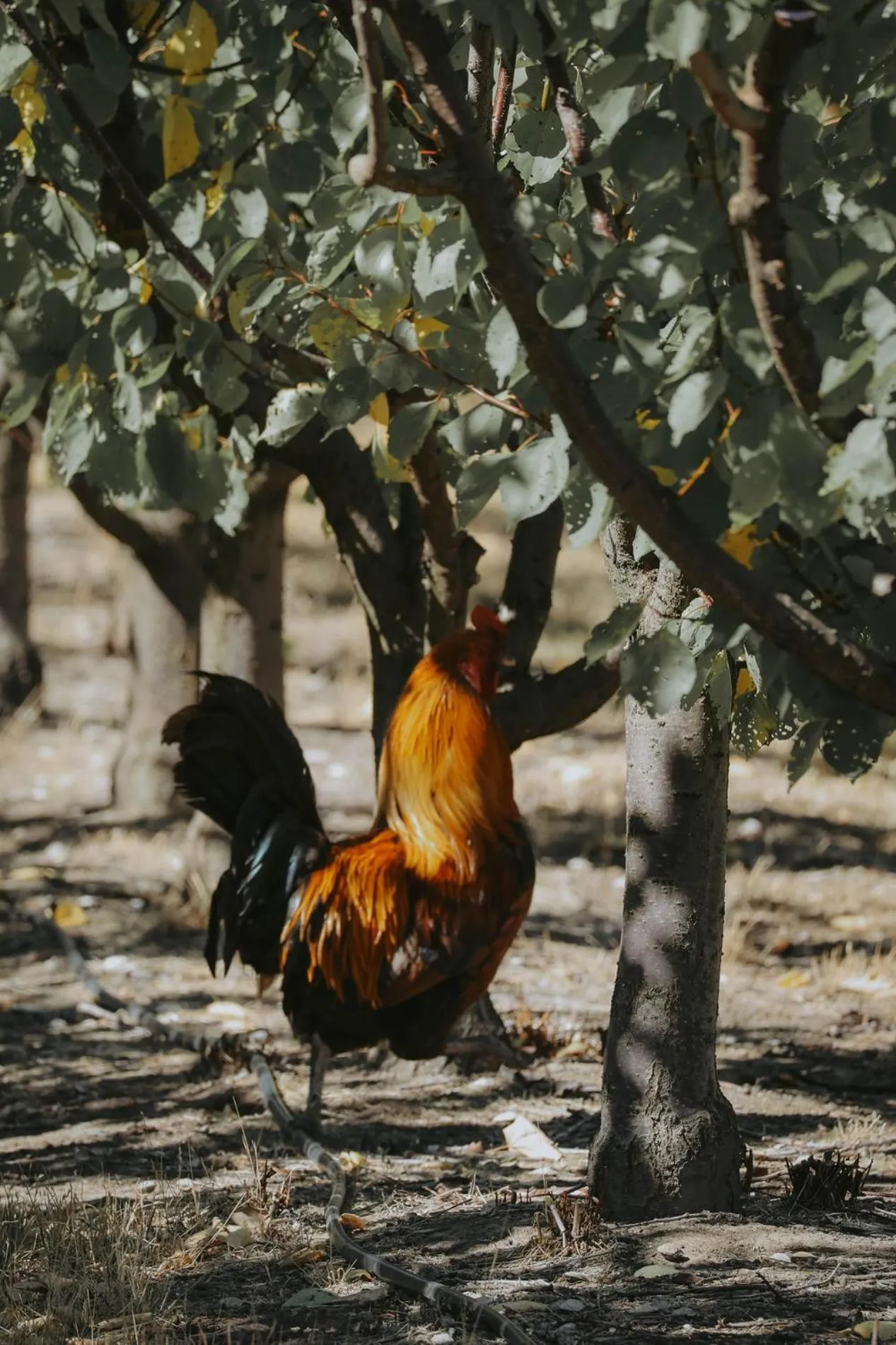 Property building in Iron Creek Bay Estate