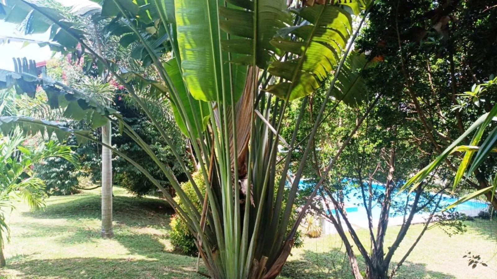 Garden view in Green View Villa