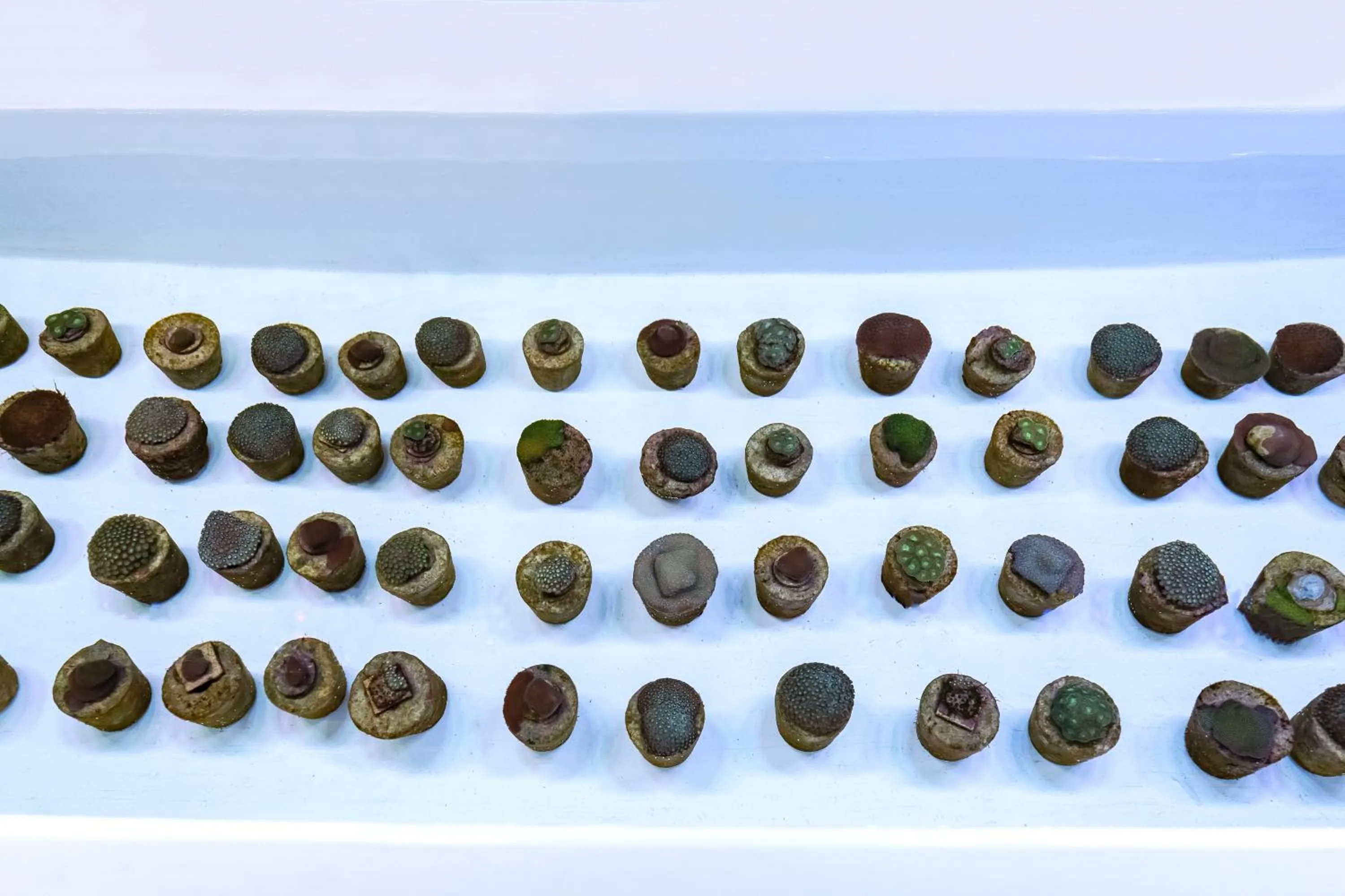 Fishing in Voco Dubai Monaco, The Heart of Europe by IHG-Adult only