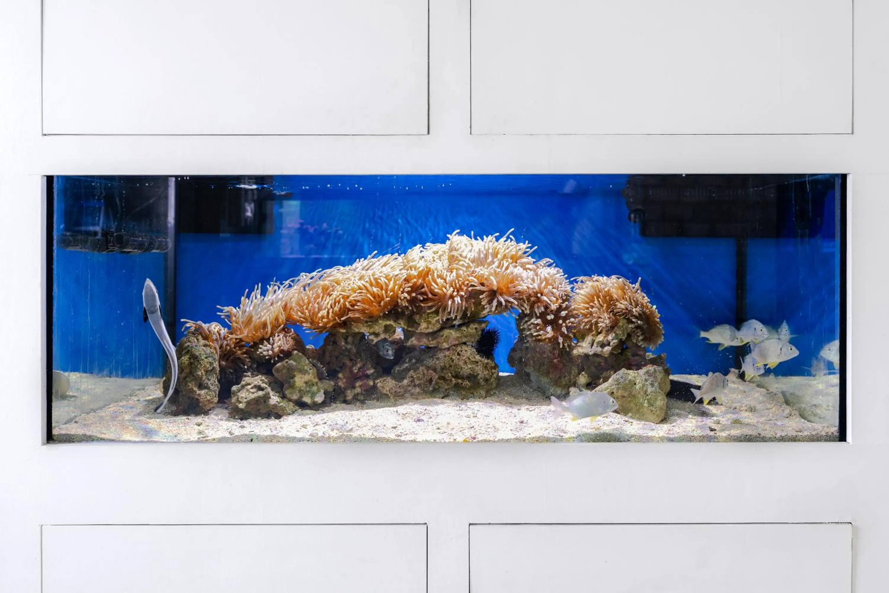 Animals in Voco Dubai Monaco, The Heart of Europe by IHG-Adult only