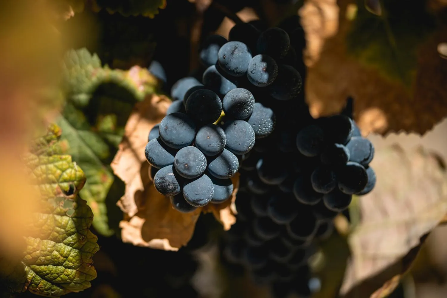 Natural landscape in Quinta São Luiz The Vine House Douro
