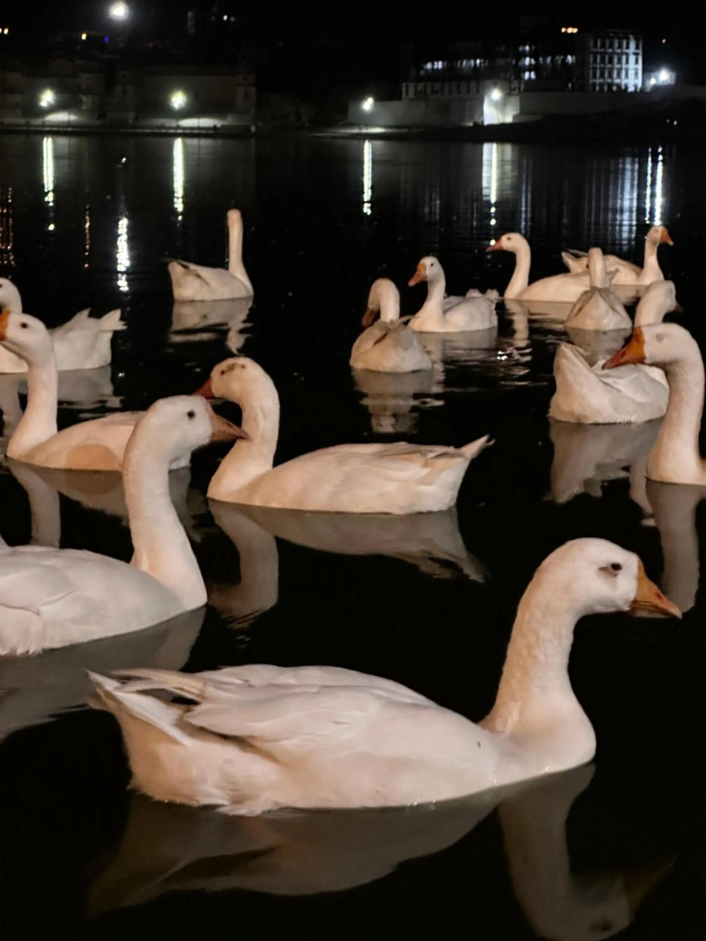 Hotel Kota kunj Heritage