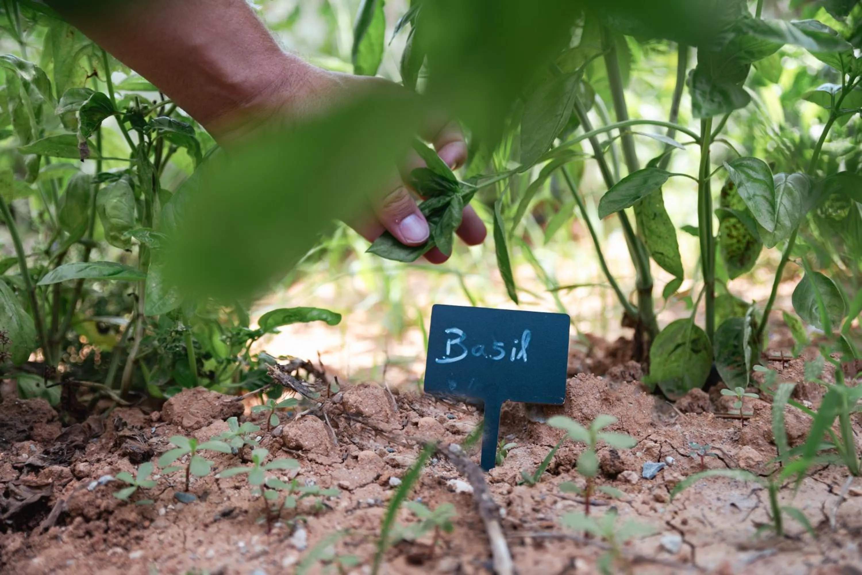 Garden in Akrolithos Luxury Suites & Spa