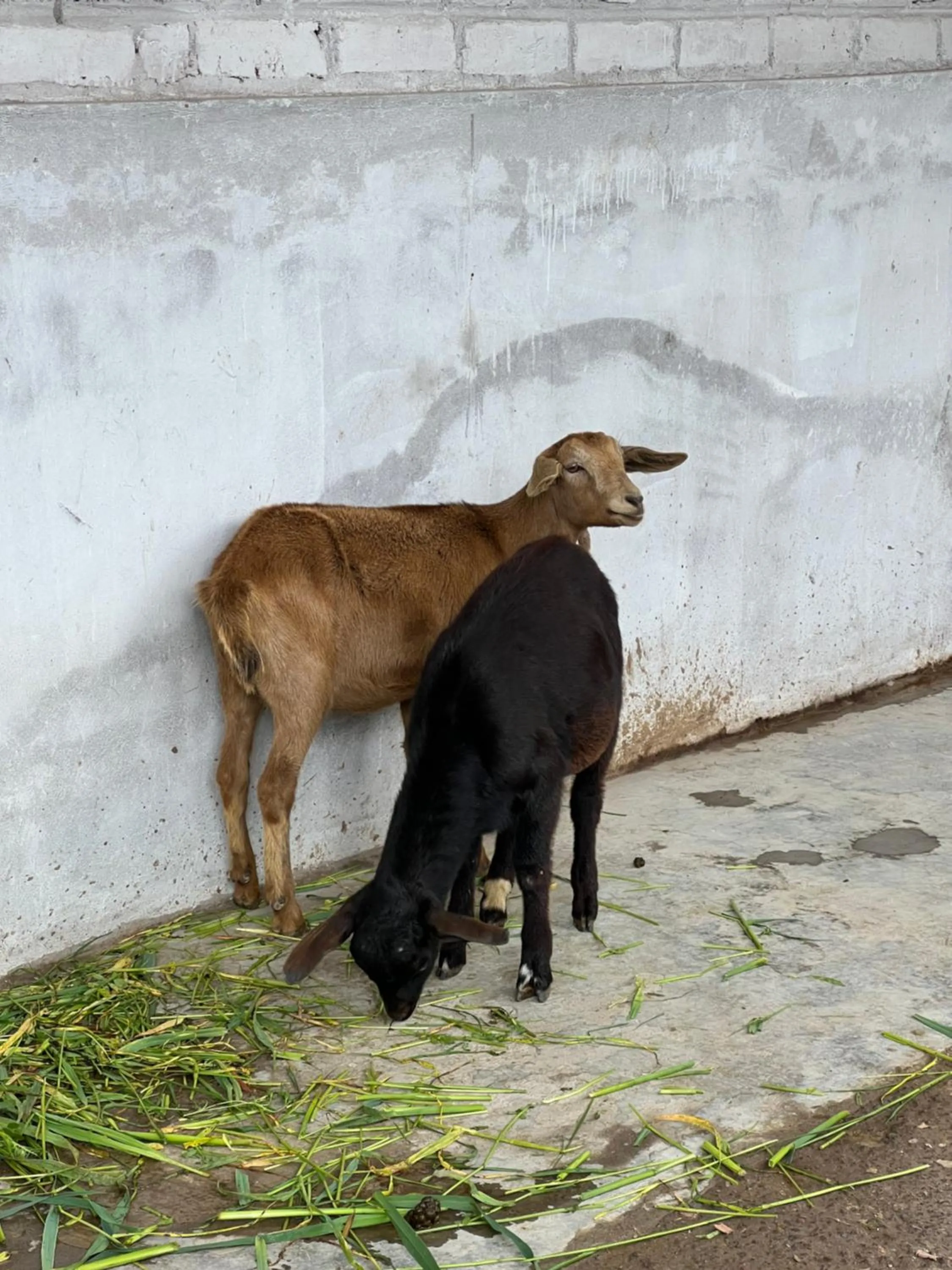 Hacienda Santa Ana Lodging