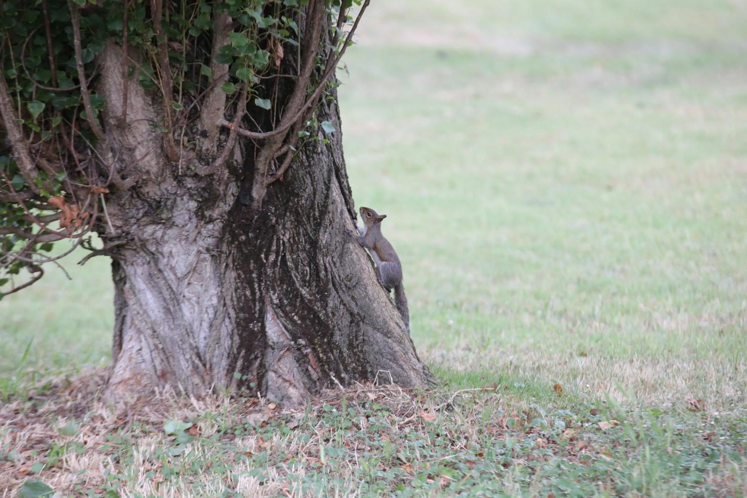 Animals in Isola di Albarella Hotel Capo Nord