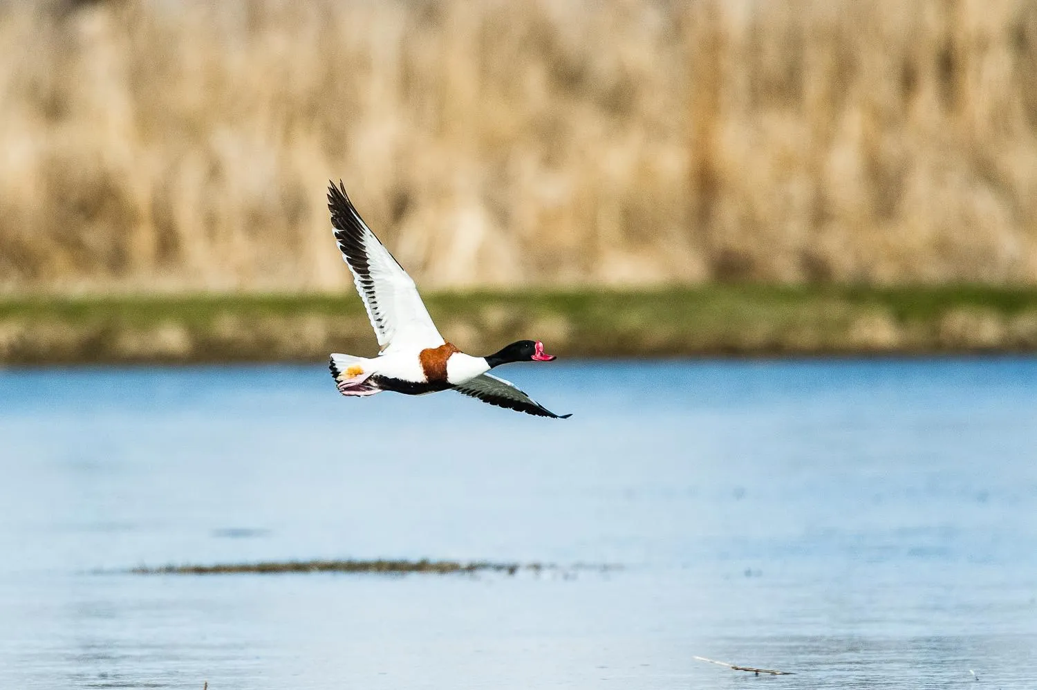 Natural landscape in Isola di Albarella Hotel Capo Nord