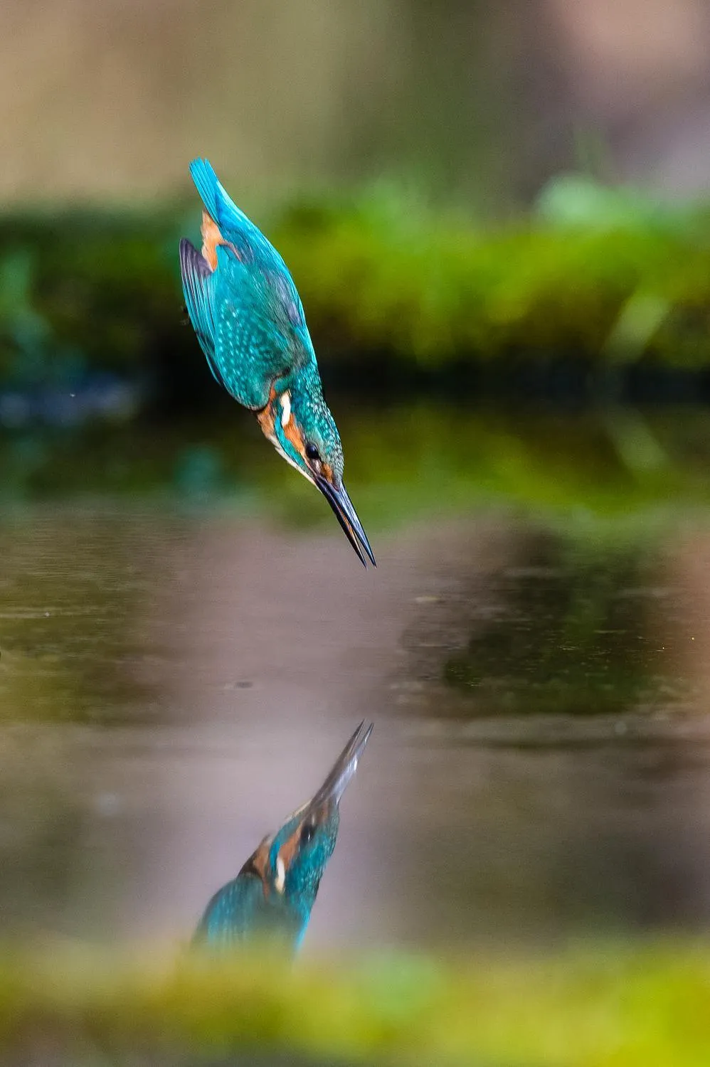 Natural landscape in Isola di Albarella Hotel Capo Nord