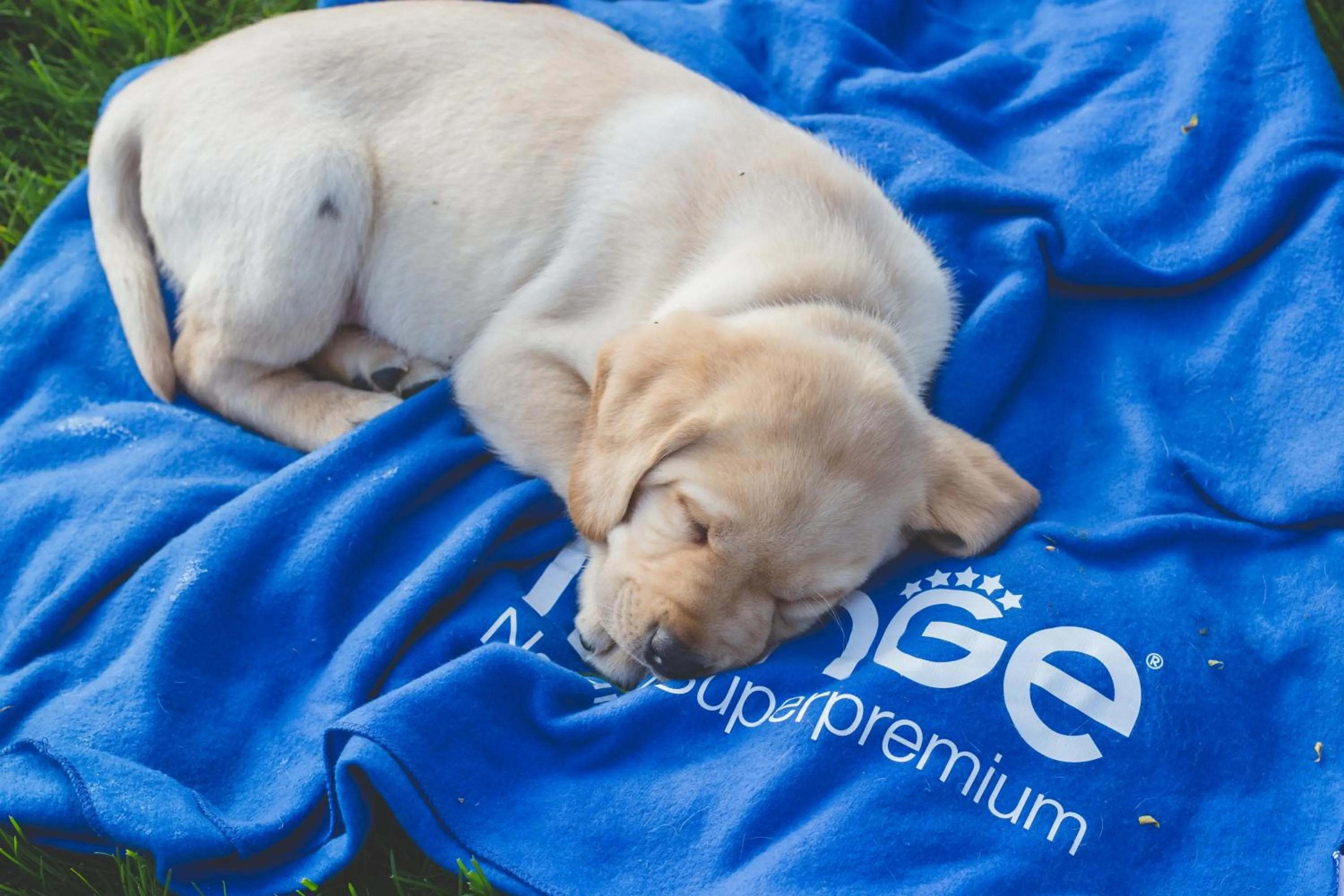 Animals in Isola di Albarella Hotel Capo Nord