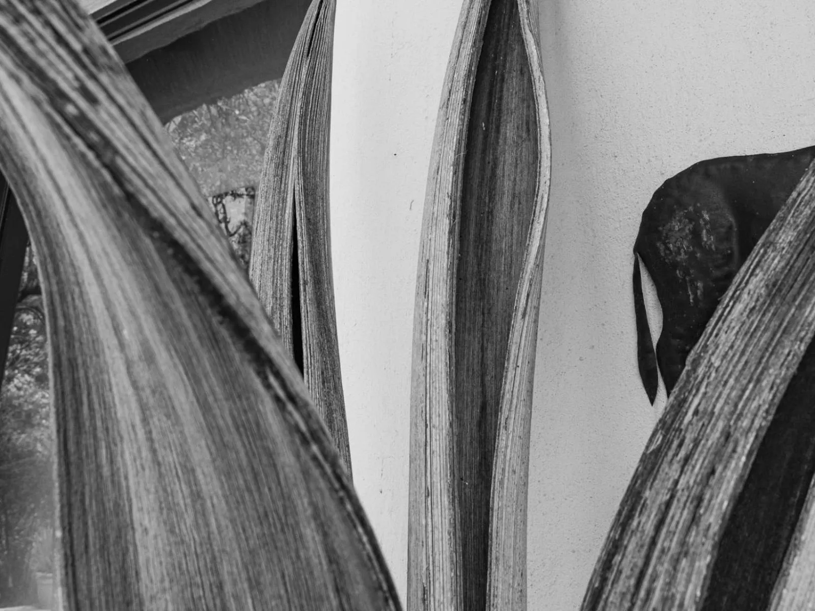 Garden in Impala Cottage