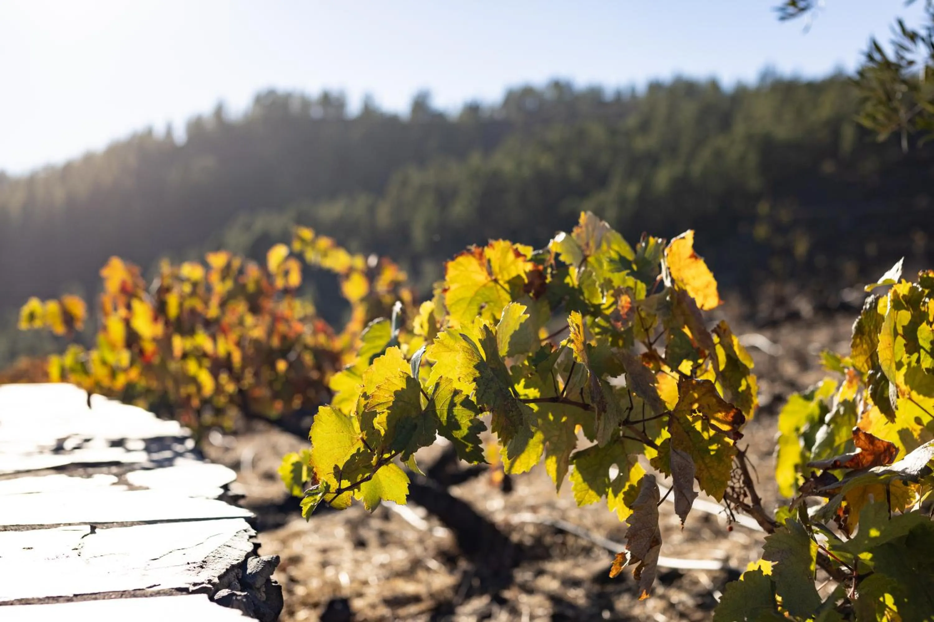Garden view in Hotel Alta Montaña